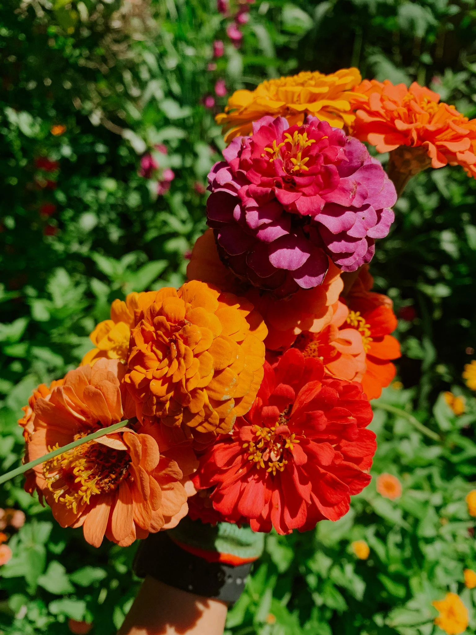 Flower Harvest.jpg