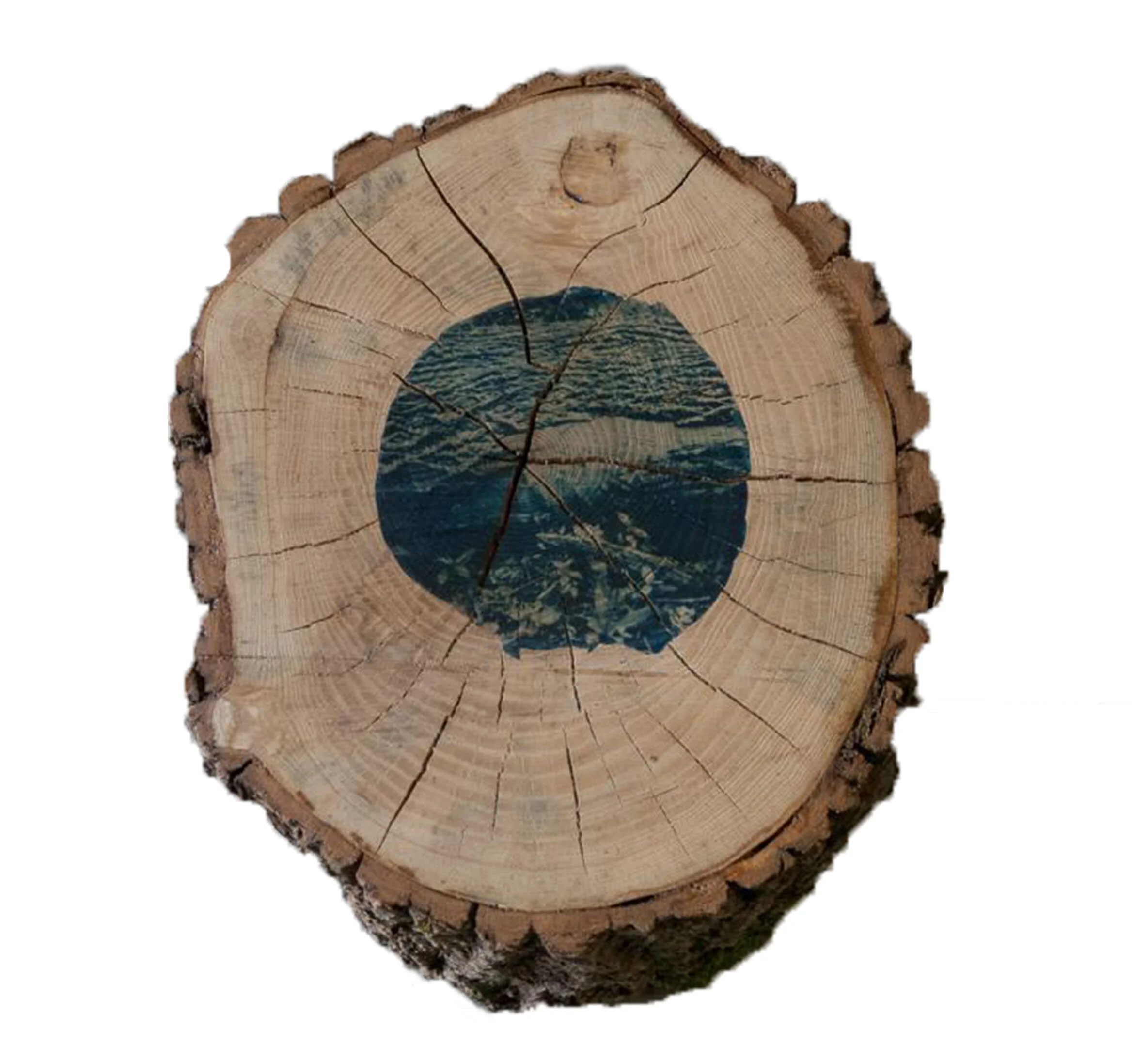Larval Gallery Section, Cyanotype on Ash Wood
