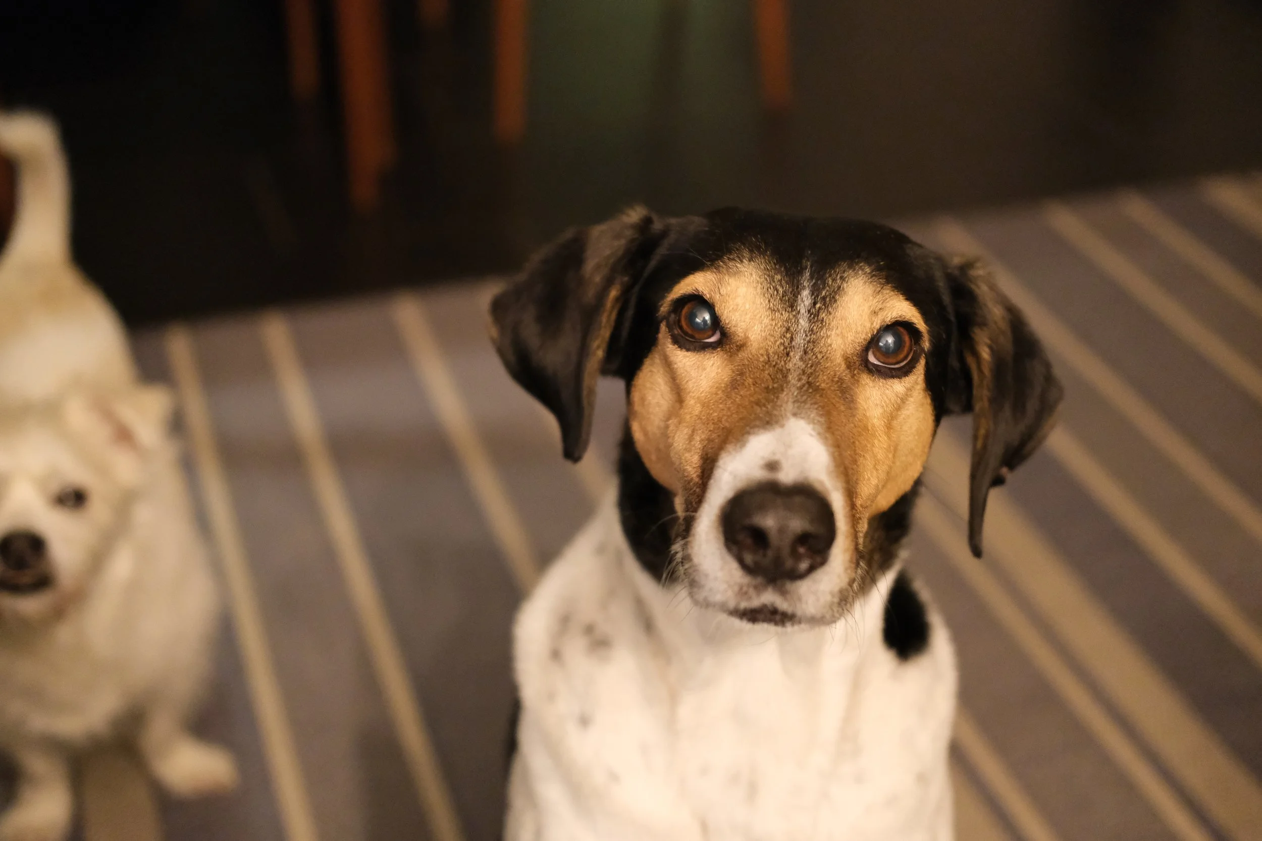 Resources — The Pawsitive Network