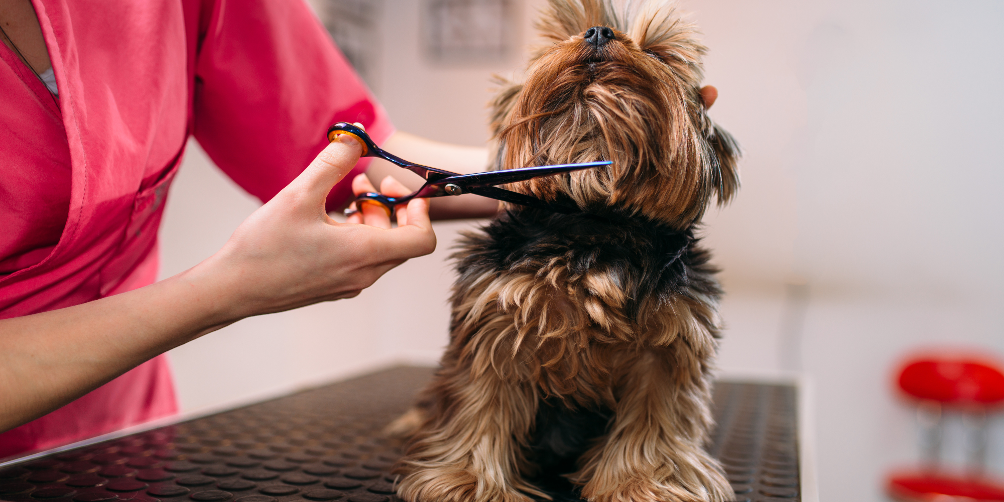 Master SEO for Your Pet Care Business