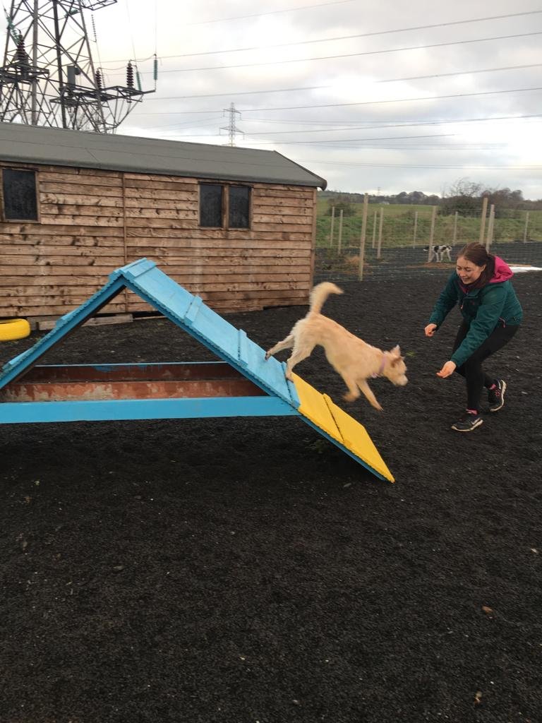Our first steps into dog agility in 2018