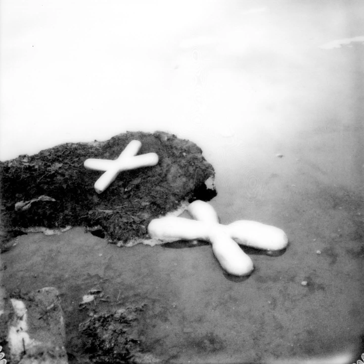they are migrating on their journey, all across lake erie you can find them underneath the frozen patches of ice. when they begin to hatch new sex chromosomes, they rattle and omit a low frequency vibration known to relieve humans of tension in the p