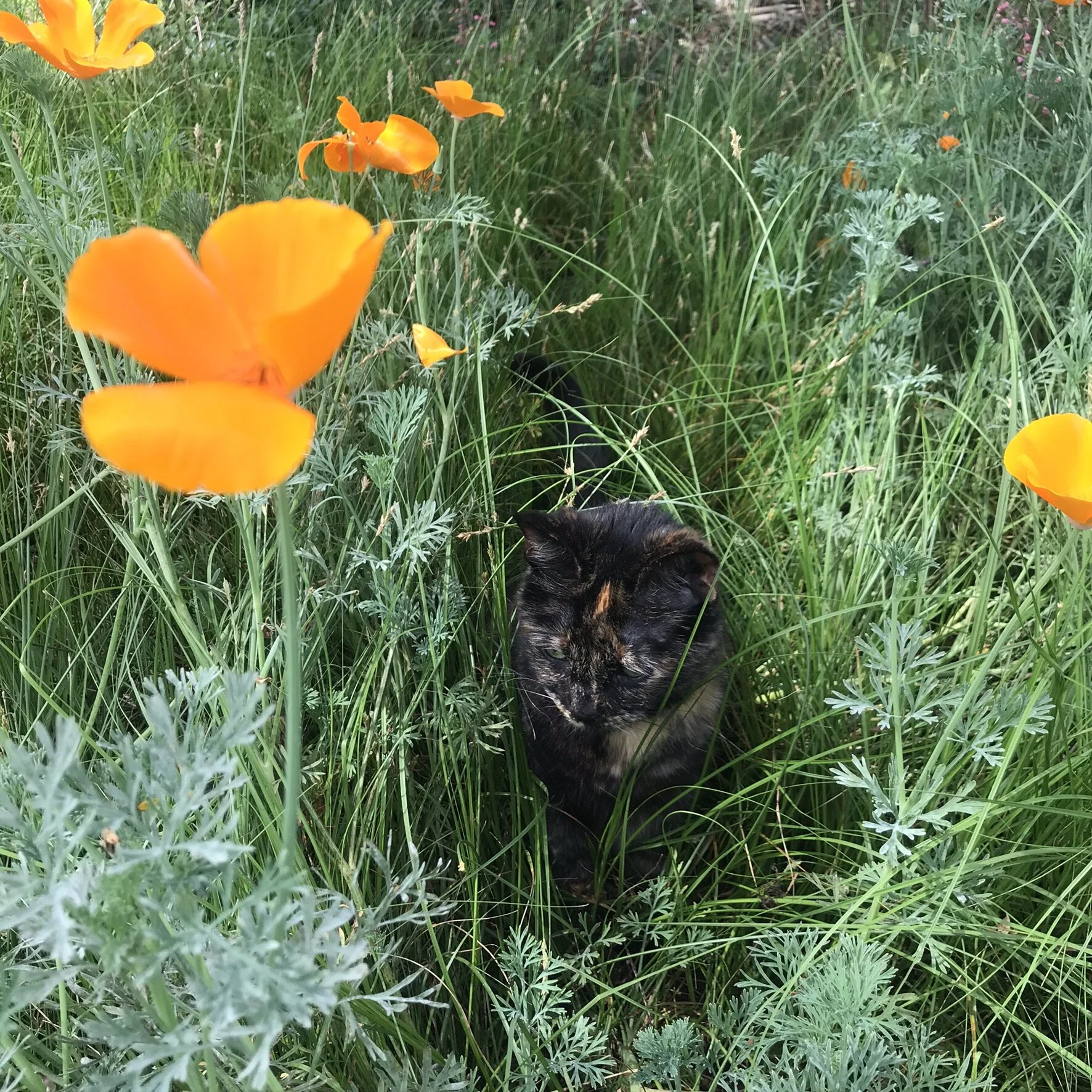 Cat and poppies.jpeg