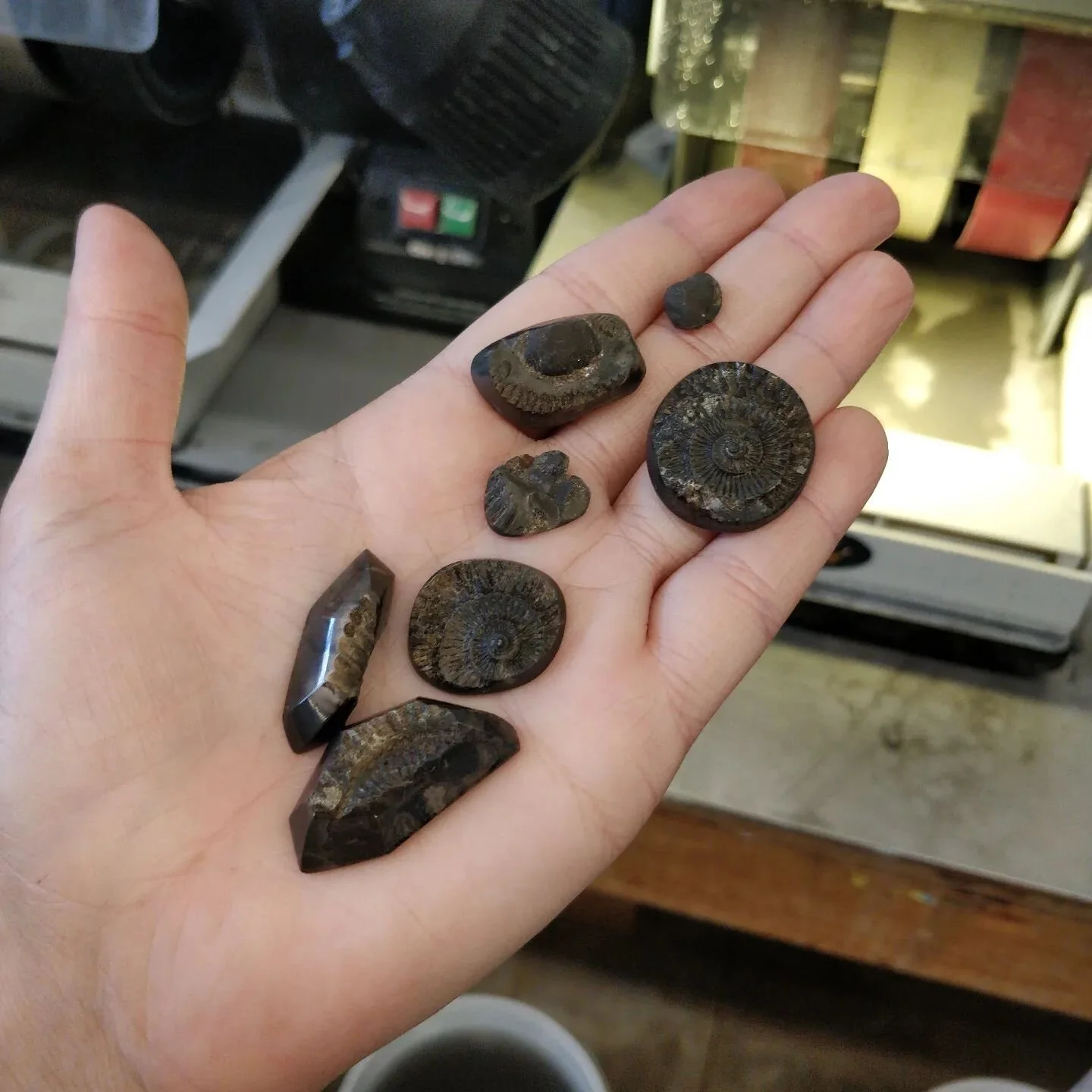 More Ammonite cabs!!!