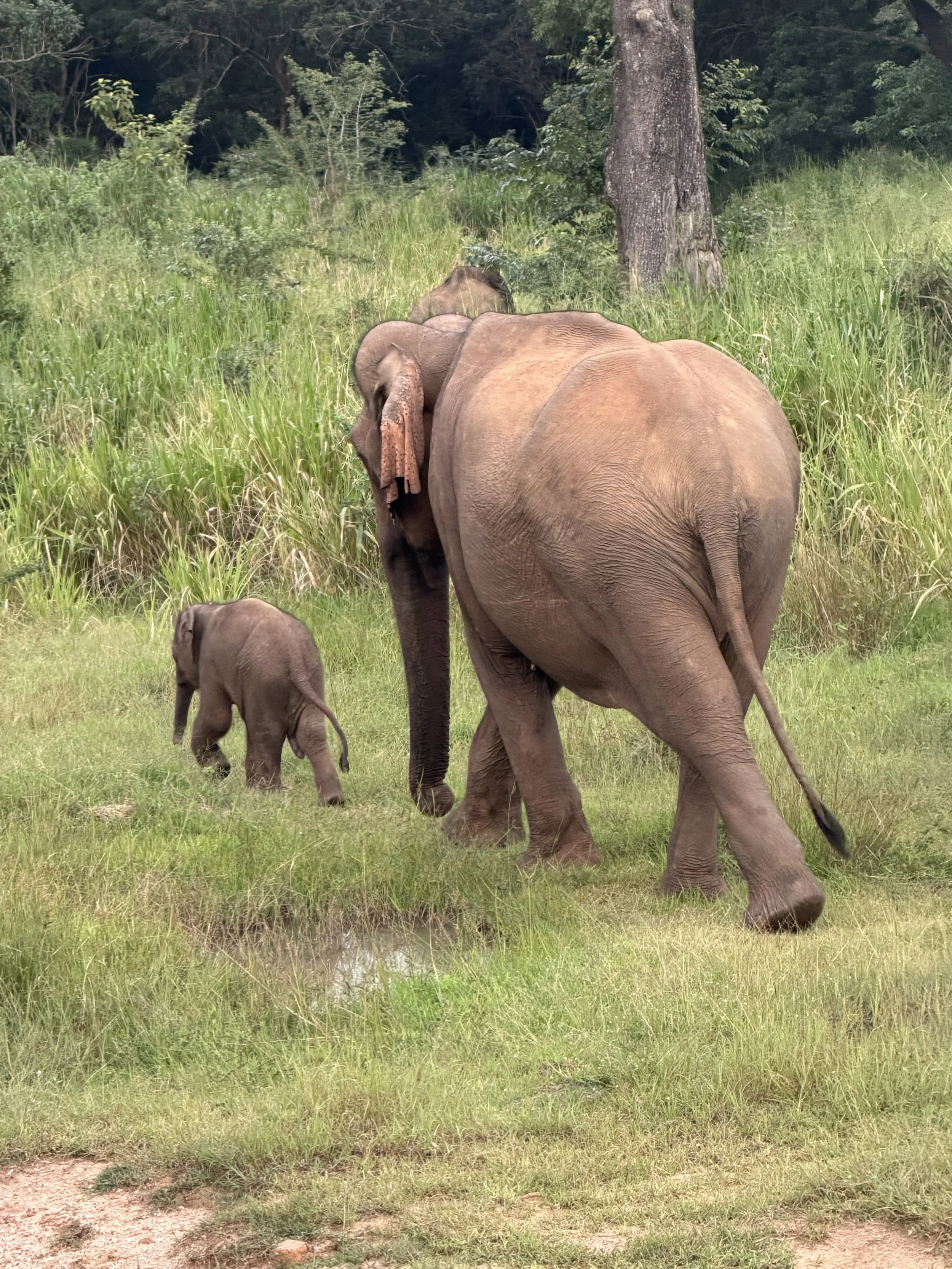 Sigiriya and beyond, Sri Lanka