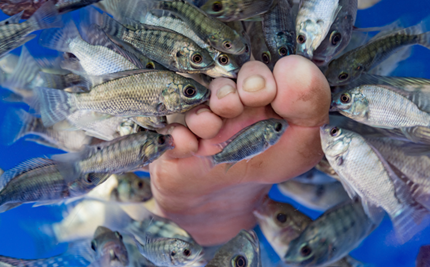 Fish Nibbling Your Toes Stock Photos - 6 Images | Shutterstock