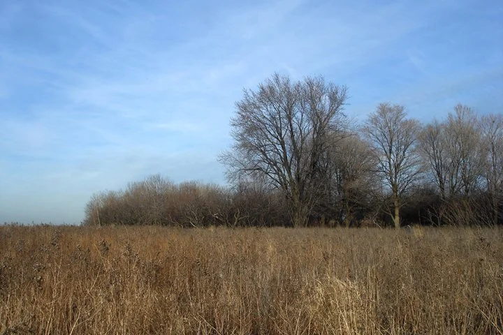 Magic Hedge, 2012, digital photo