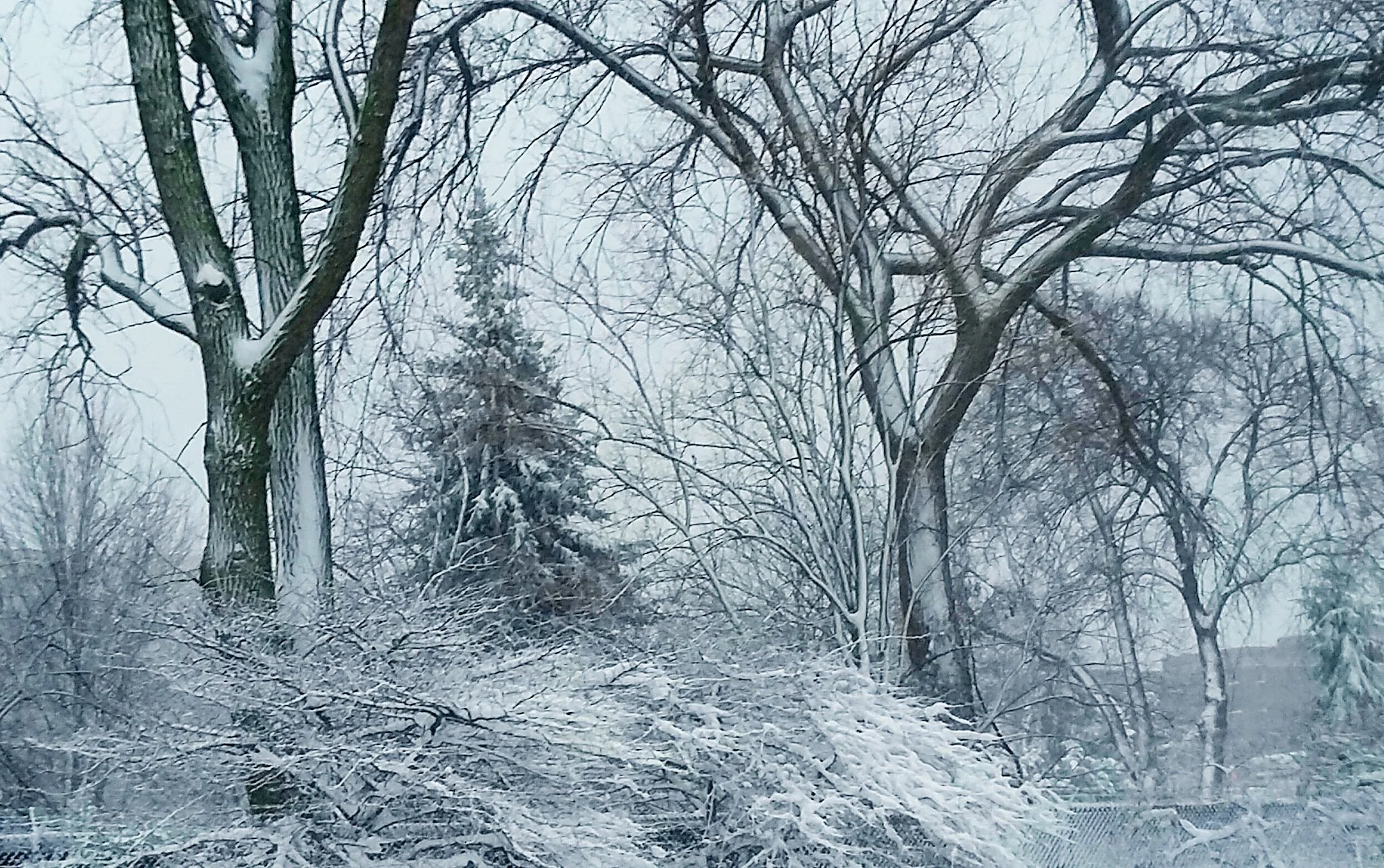 Untitled (Trees near Sheridan and Foster), February 2, 2019, digital photograph