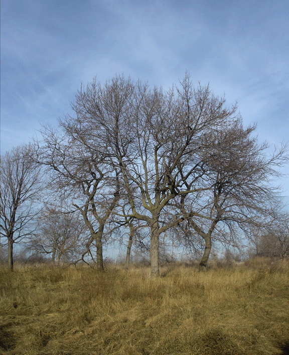 Magic Hedge, 2012, digital photo