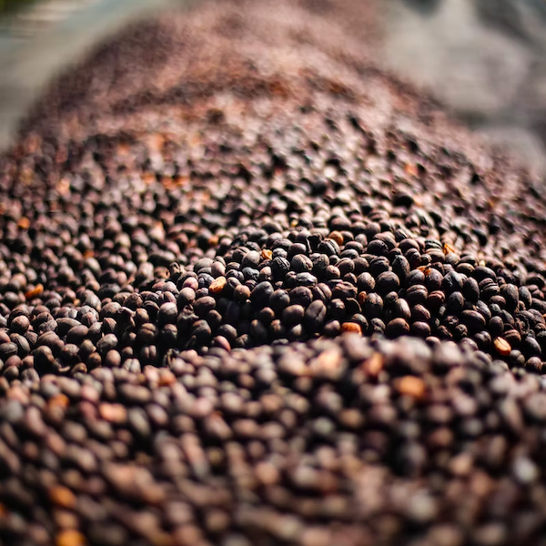 Screen Shot 2025-12-13 at 9.02.34 PM.png