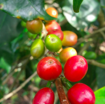 Screen Shot 2025-12-12 at 12.35.55 PM.png