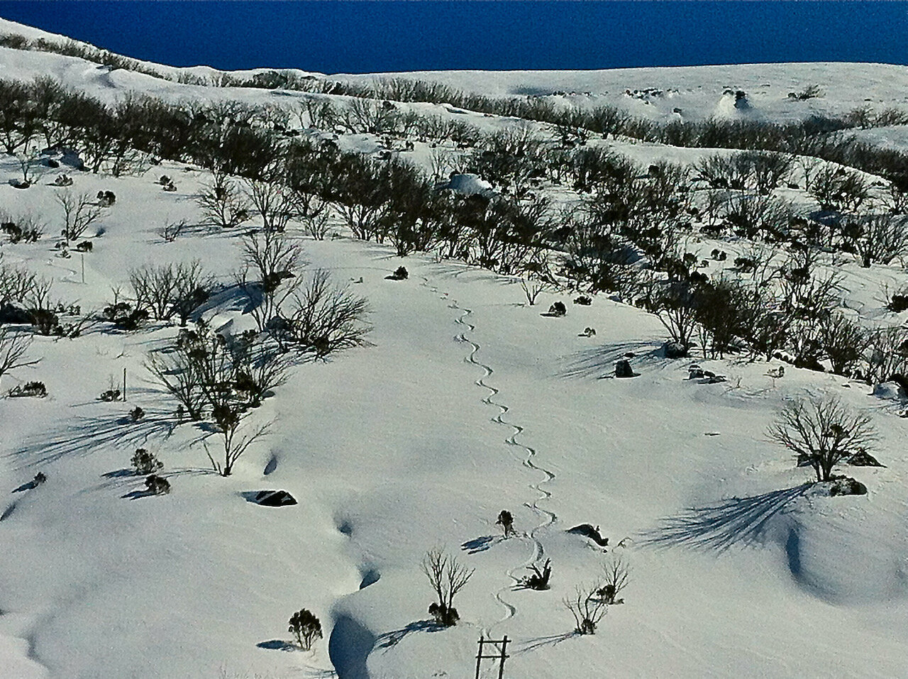  Backcountry tracks, near Gill’s Knobs, Main Range, NSW. 