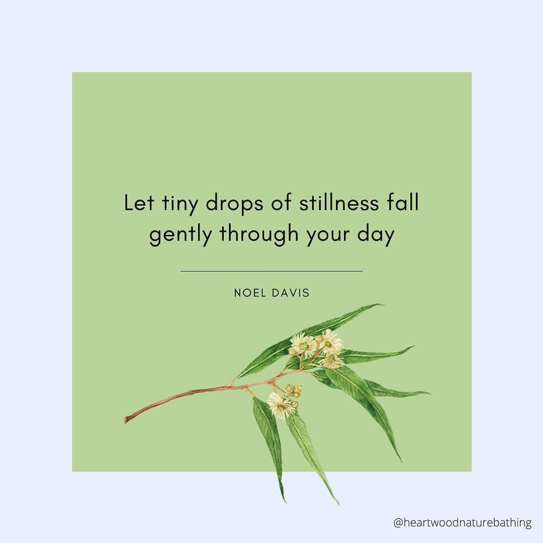 Where can you find tiny drops of stillness in your day?
.
#naturebathing #forestbathing&nbsp;#shinrinyoku&nbsp;#foresttherapy&nbsp;#nature&nbsp;#naturelover&nbsp;#forestlove&nbsp;#biophilia&nbsp;#getoutside #outdoors #forest #explore&nbsp;#wellness&n