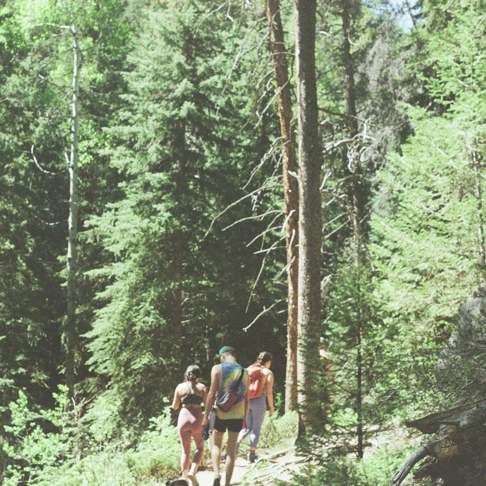 How Nature Heals: The Science Behind Forest Bathing