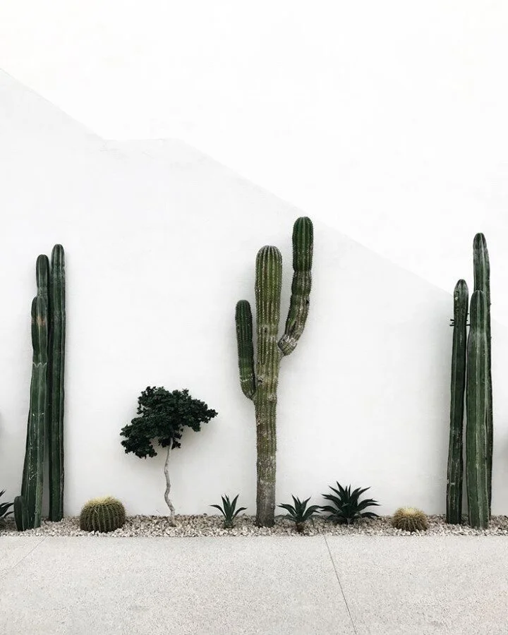 🌵