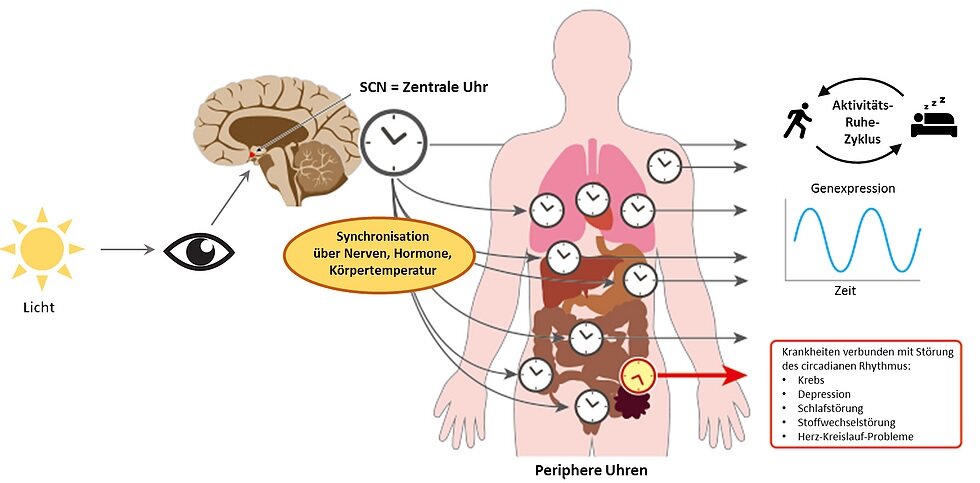 Перевод часов в израиле 2024. Биоритмы человека. Внутренние часы человека. Биоритмы человека картинки. Буклет биоритмы человека.