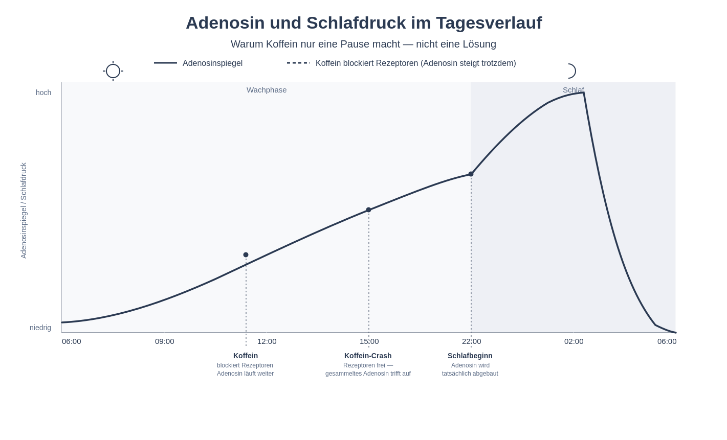 Liniendiagramm: Adenosinspiegel steigt während der Wachzeit an, wird im Schlaf abgebaut. Koffein blockiert Rezeptoren, aber der Spiegel läuft weiter – was den Koffein-Crash erklärt