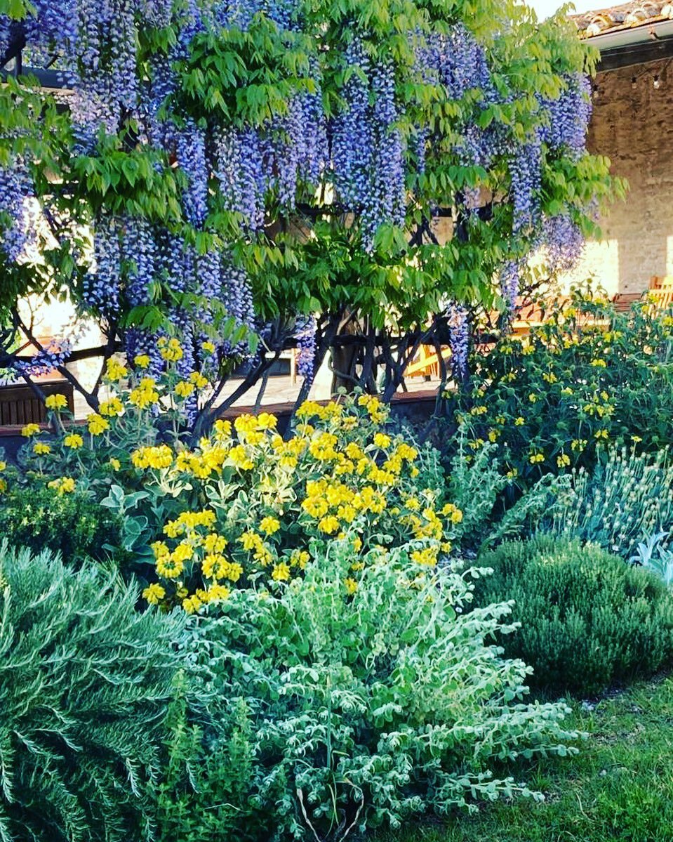 Spring is here and the wisteria is having its moment 🙌🏻💚🌸
.
.
#historichomes #medieval #tuscanygram #firenzegram #tuscany #casavacanze #florenceitaly #mediterraneangarden #mediterraneangardensociety