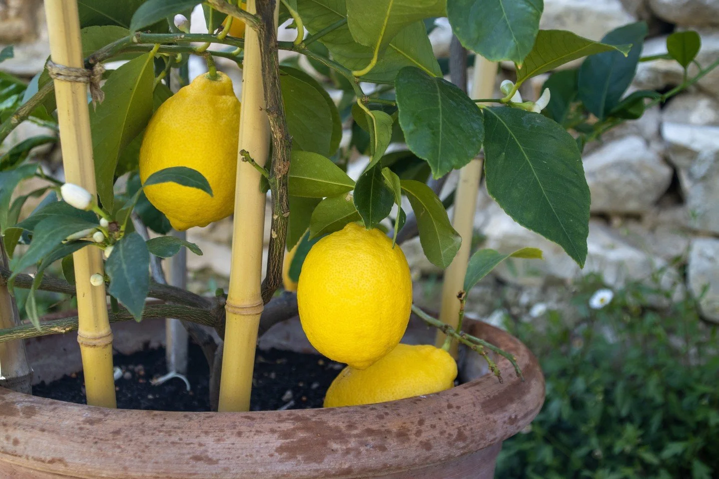 🍋 Limone (Citrus limon)⁠
A timeless symbol of the Mediterranean, the lemon tree is cherished for its glossy evergreen foliage, fragrant white blossoms, and bright yellow fruits that bring both beauty and flavor to the garden. Its cheerful presence a