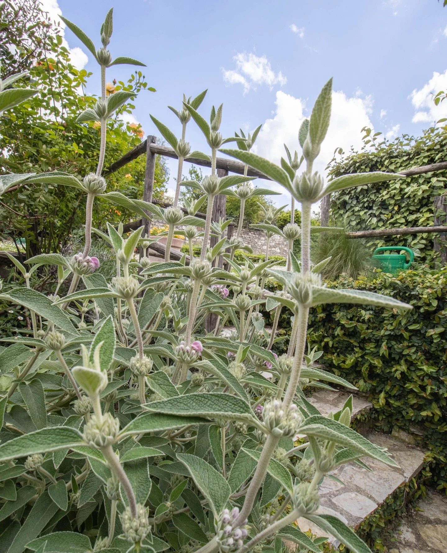 🌱 Salvia da bordura (Border Sage)⁠
⁠
Beloved for their vibrant spires of purple, blue, pink, or white flowers, border salvias bring long-lasting color and movement to the garden. Their aromatic foliage, graceful form, and pollinator-friendly blooms 