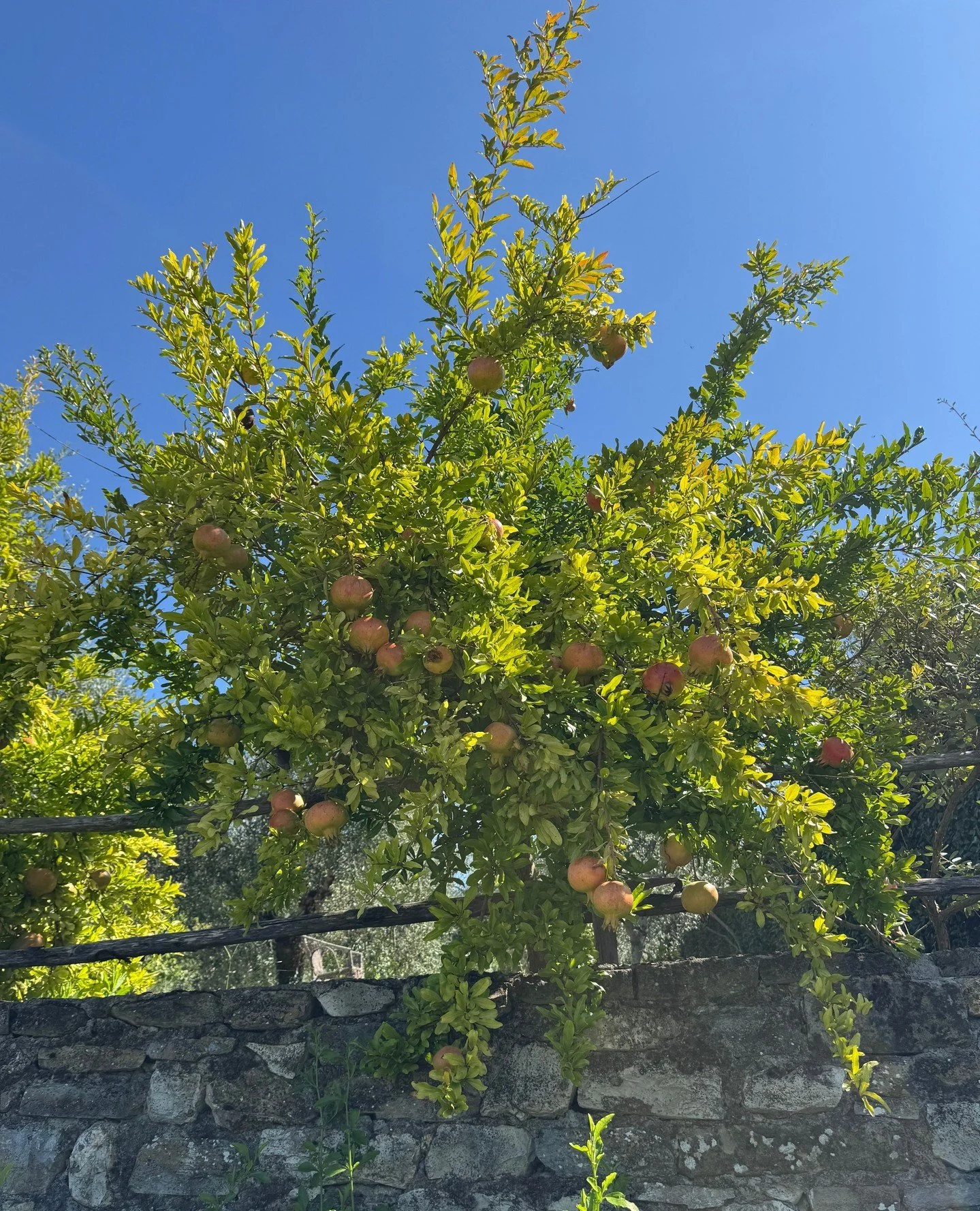 The leaves may fall, but my pomegranate still blushes with autumn jewels 🍎🍂 Nature&rsquo;s little gift before the cold sets in&hellip;⁠
⁠
⁠
⁠
⁠
#JanesGarden #Tuscangarden #Pomegranate #PunicaGranatum #GardenFavorites #Flowers #PlantProfile #Mediter