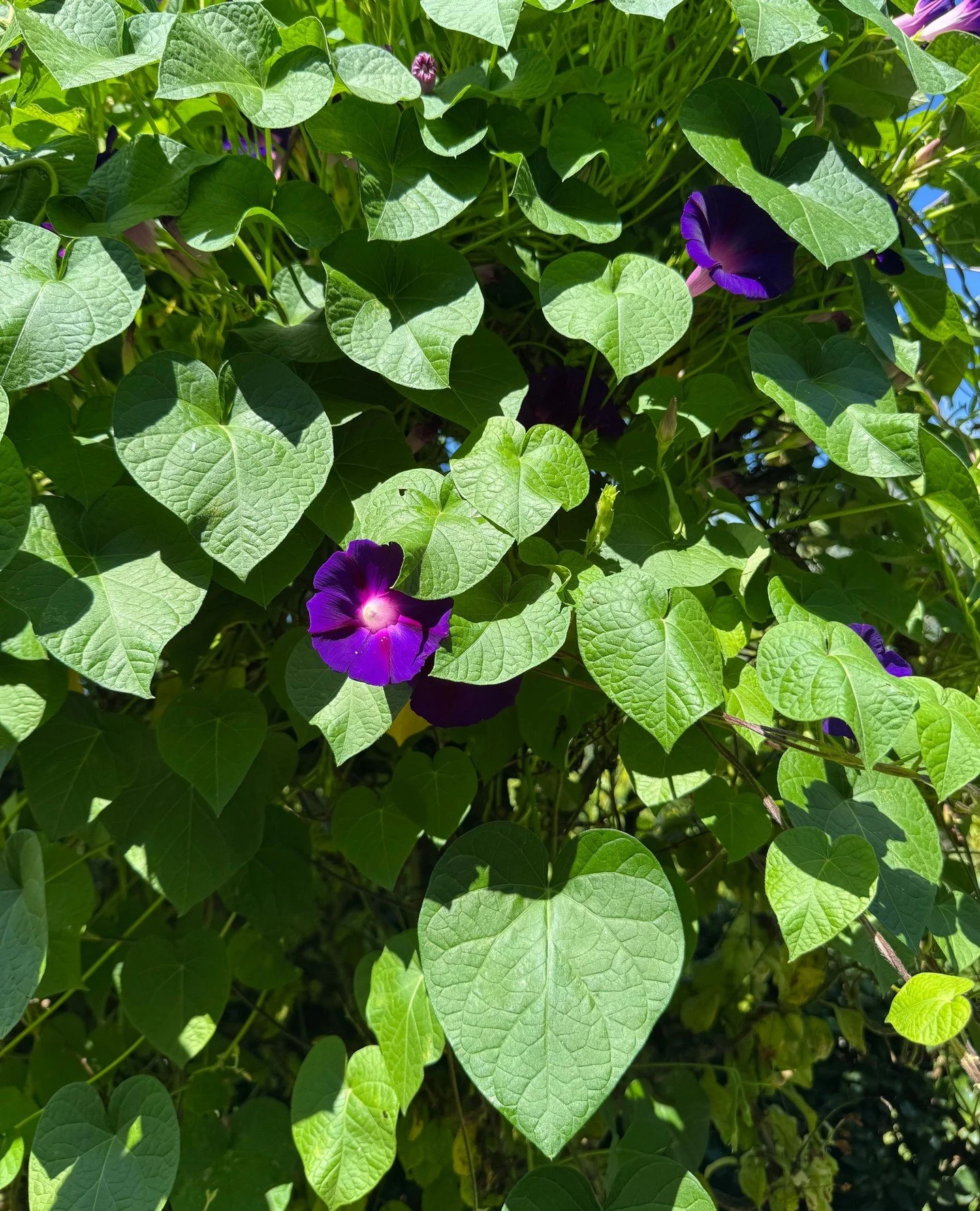 Up with the sun, gone by noon&hellip; you&rsquo;re a morning&rsquo;s little miracle 💜⁠
⁠
Fast-growing mischief, full of color and life, the Ipomoea Purpurea makes the garden feel magical every single day ✨⁠
⁠
⁠
⁠
⁠
⁠
#JanesGarden #Tuscangarden #Ipom