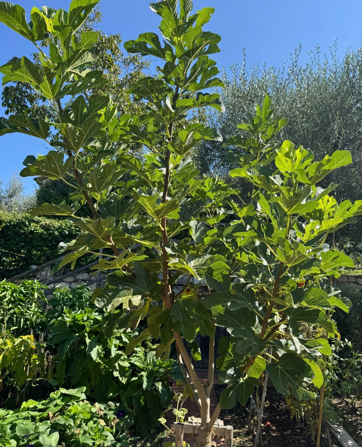 My proud and patient fig tree 💛 Big, crinkly leaves and hidden treasures 🌿 ⁠
⁠
⁠
⁠
⁠
#JanesGarden #Tuscangarden #Fig #FigTree #FigTreeLove #GardenMagic #FicusCarica #SweetHarvest #DailyGardenJoy #LeafyCharm