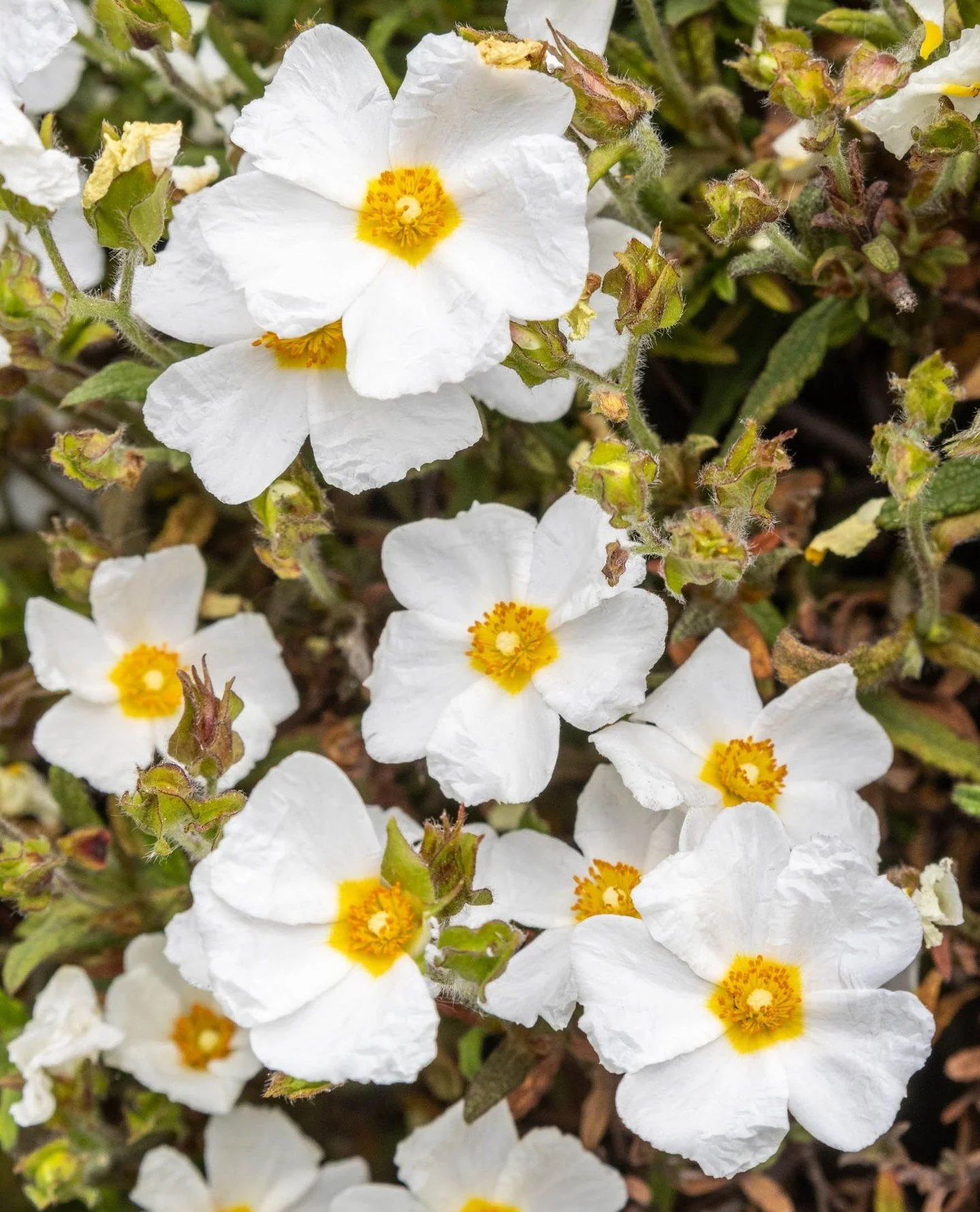 The flowers are gone, but the memory of spring still lingers in your leaves 🌿 Rest well, little rockrose, your time will come again 🤍⁠
⁠
⁠
⁠
⁠
⁠
#JanesGarden #Tuscangarden #GardenMoments #Rockrose #CistusMonspeliensis #MediterraneanGarden #ToughBea