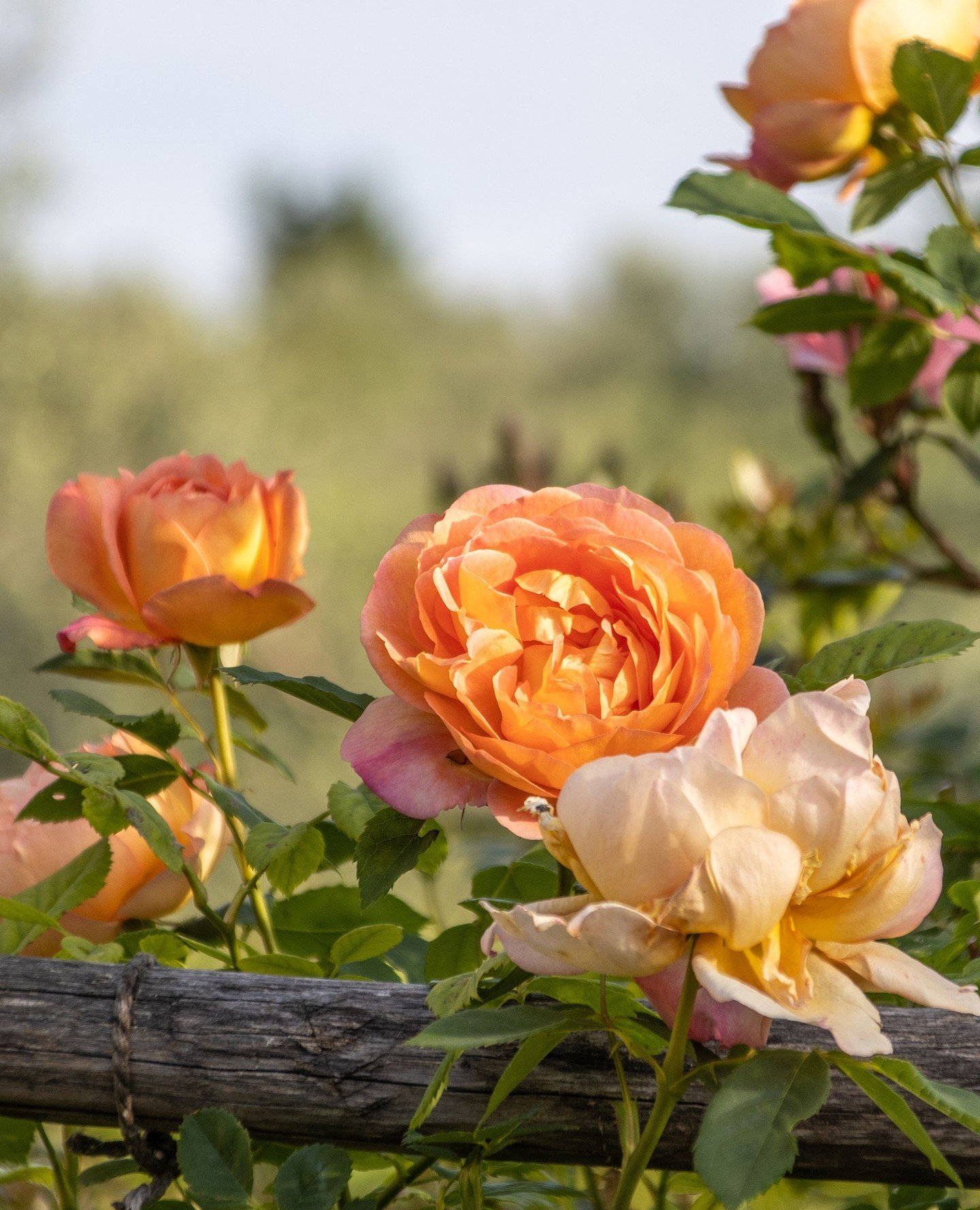 A little glimpse of summer in late November 🌿 This pale orange rose reminds me that the garden always finds its way back to color 🧡⁠
⁠
⁠
#JanesGarden #TuscanGarden #GardenMoments #HybridTeaRose #WinterThrowback #GardenHope #SoftOrangeBloom #Seasons