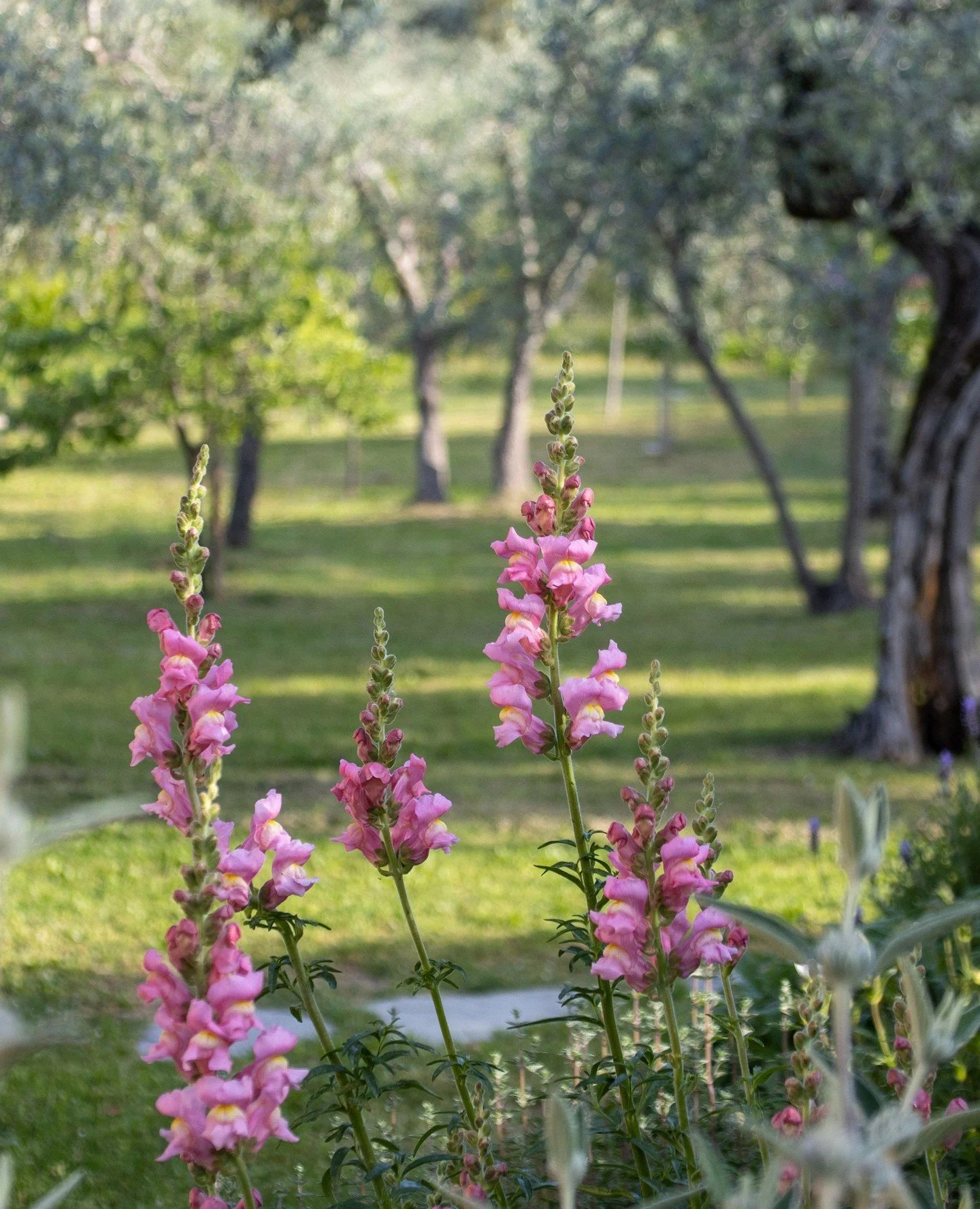 Snapdragons&hellip; always standing tall and looking pleased with yourselves!⁠
One glance at you and I&rsquo;m reminded that the garden&rsquo;s best surprises are never far away 🌸 🌿 ⁠
⁠
⁠
⁠
#JanesGarden #TuscanGarden #GardenMoments #Snapdragon #Ant