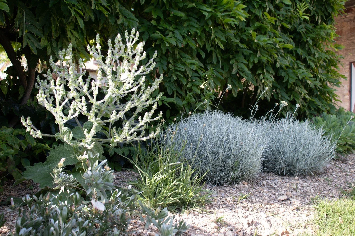 What was once abandoned land is now my thriving Tuscan garden. ⁠
After years of restoring old olives and planting with my children, I turned to Olivier Filippi&rsquo;s dry-garden approach. Instead of thirsty lawns, I planted resilient Mediterranean s