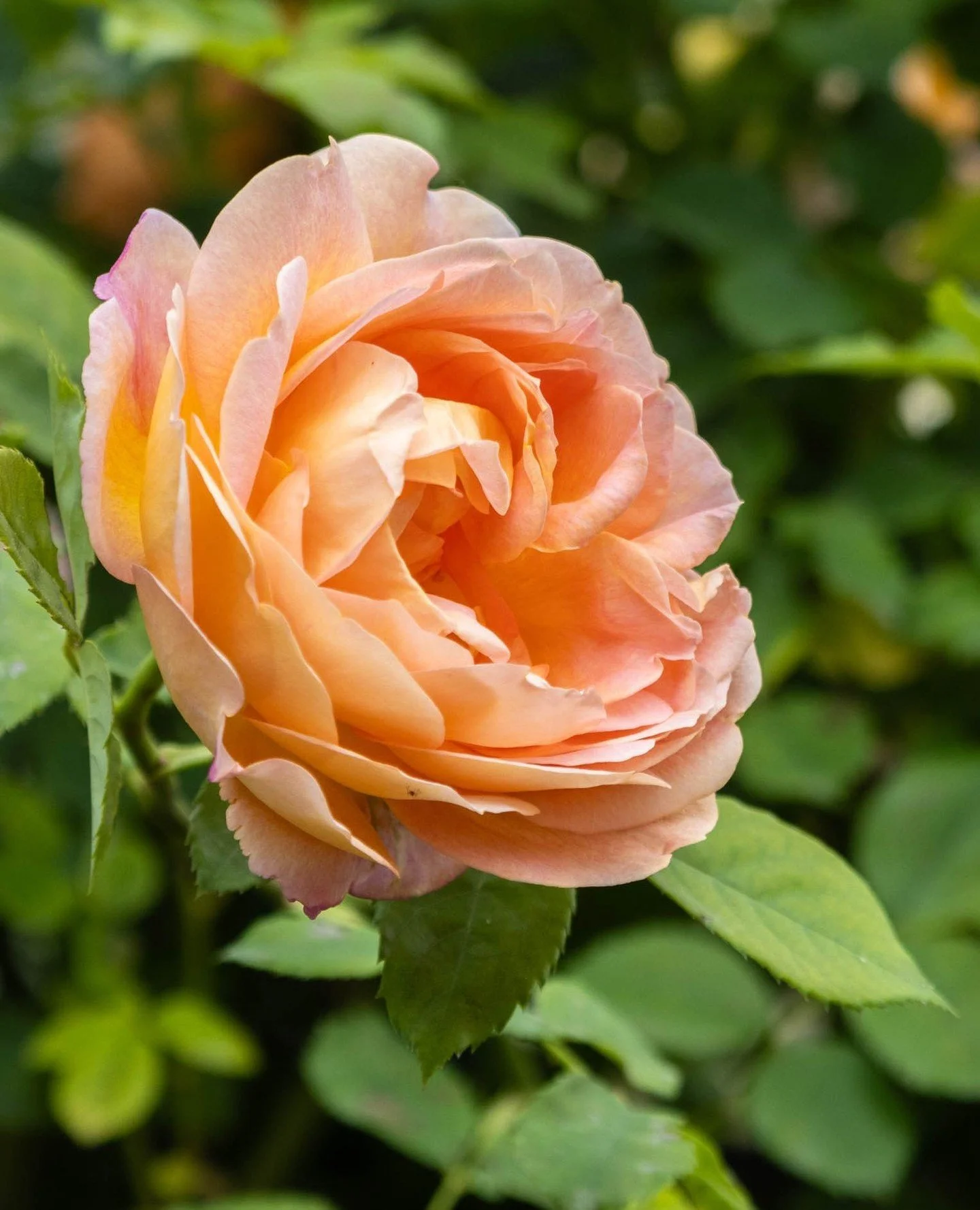 February is here, and with Valentine&rsquo;s Day just around the corner, roses naturally take centre stage 🌹⁠
⁠
I grow Rosa hybrida in the garden for their generosity: long flowering, beautiful colours, and that timeless, unmistakable rose presence.