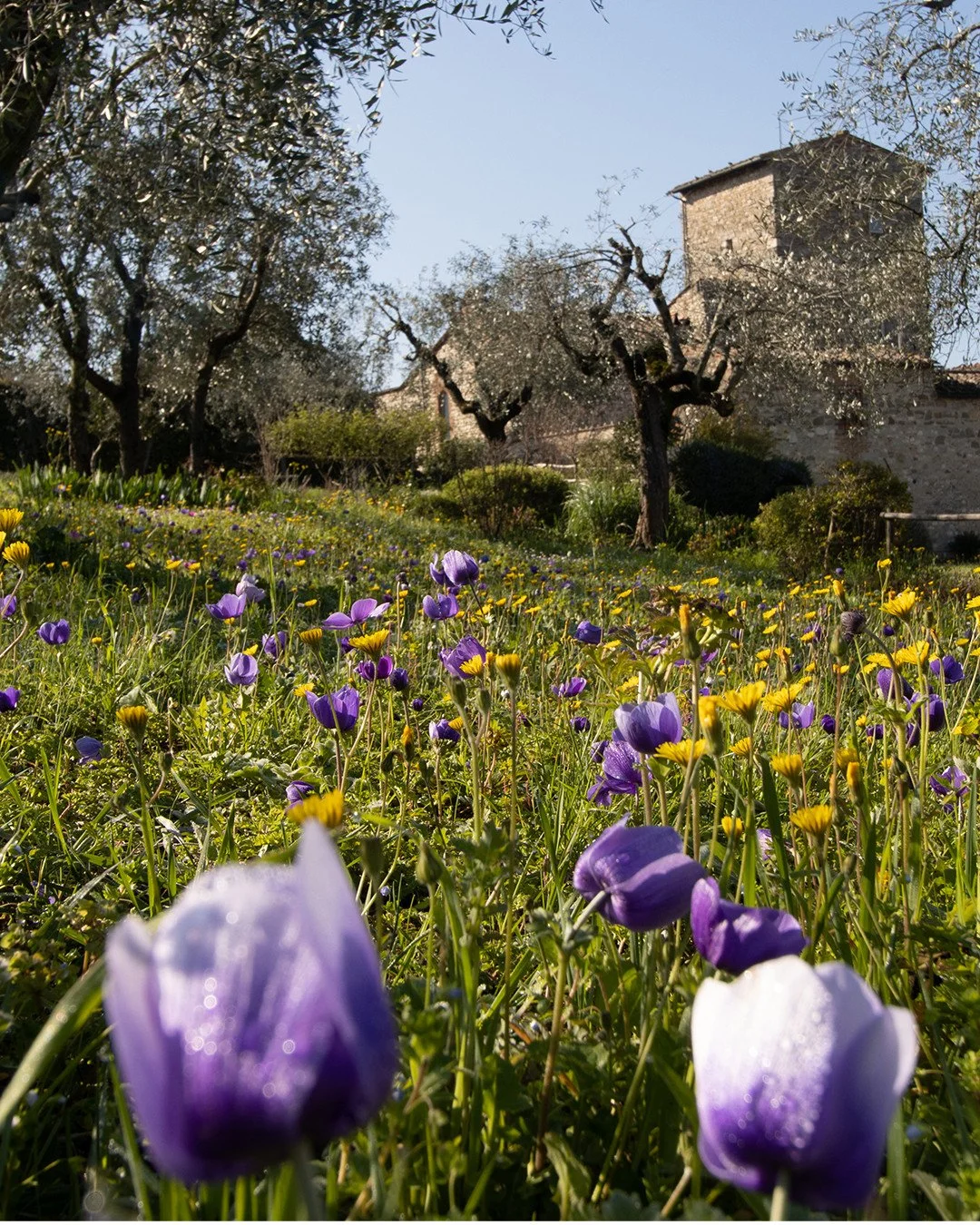 This was the garden last April, a moment of pure abundance 🌸⁠
⁠
The anemones were dancing through the borders, light catching their petals, everything feeling fresh and impossibly alive after winter.⁠
⁠
And now April is nearly here again. The buds a