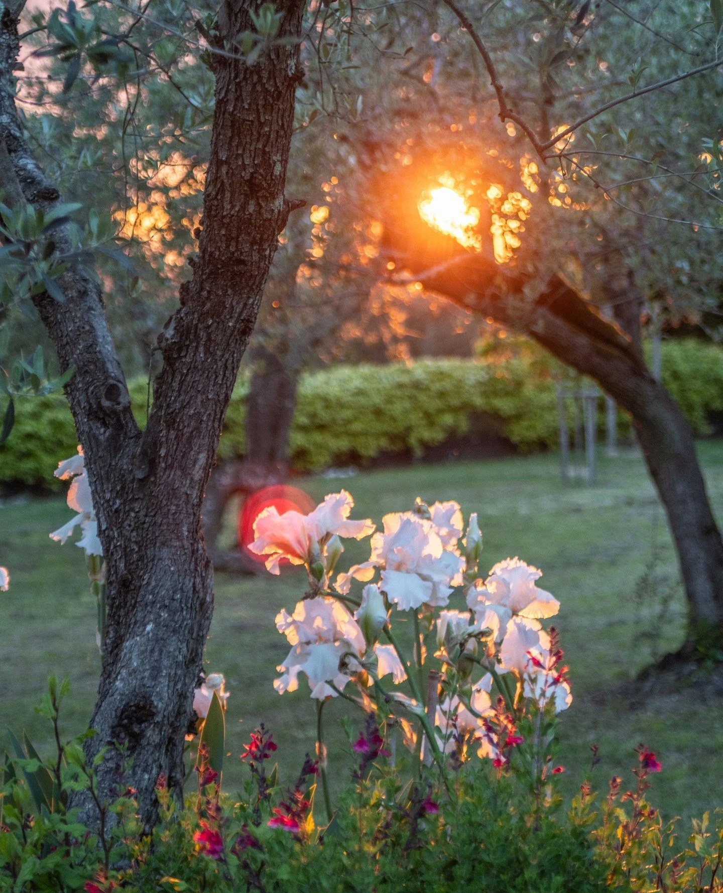 In the garden at Torre di Sopra, the sun lingers a little longer now. ⁠
⁠
Softer, warmer, full of promise...Spring is almost here, and you can feel it in the air.⁠
⁠
Soon, these evenings will stretch into golden hours, aperitivos outdoors, and slow c