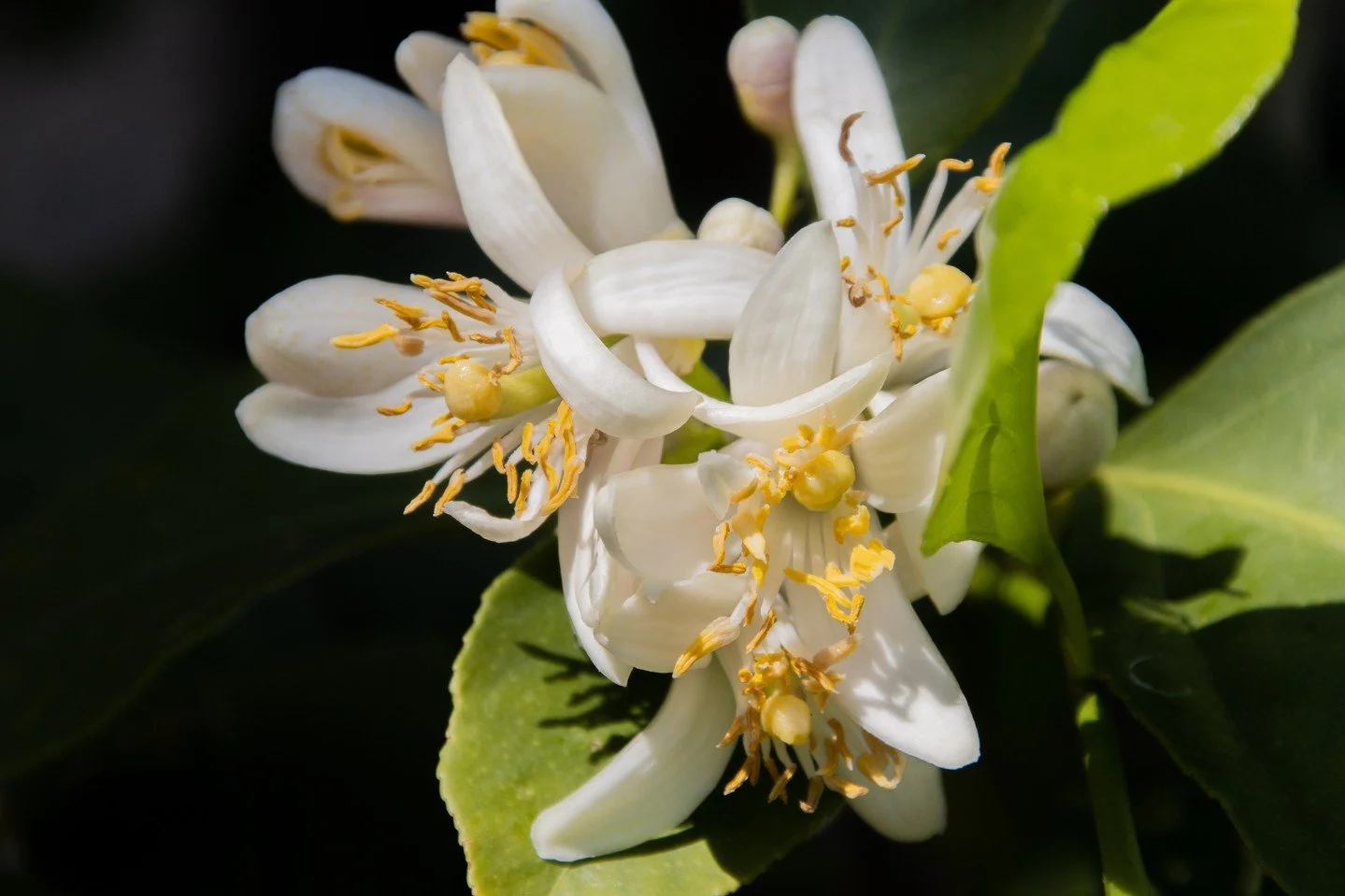 The lemon blossom is so easily overlooked, and yet it is one of the quiet joys of the garden 🍋🌸⁠
⁠
Small, waxy flowers with a scent that carries further than you expect, especially in the stillness of a spring morning. ⁠
⁠
⁠
⁠
#JanesGarden #JanesTu