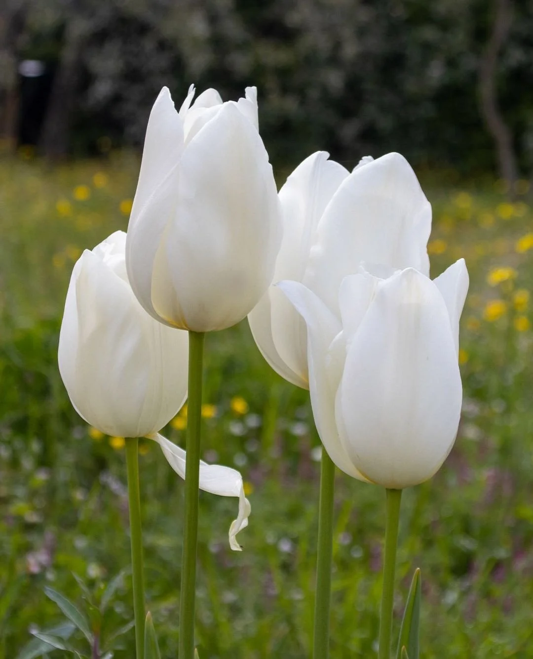 Every spring, the tulips appear in the garden: planted in small groups among the gravel and borders 🌷⁠
⁠
They mark the steps to the barn, a favorite spot for pretty group photographs. They rise slowly at first, then all at once, bringing colour wher