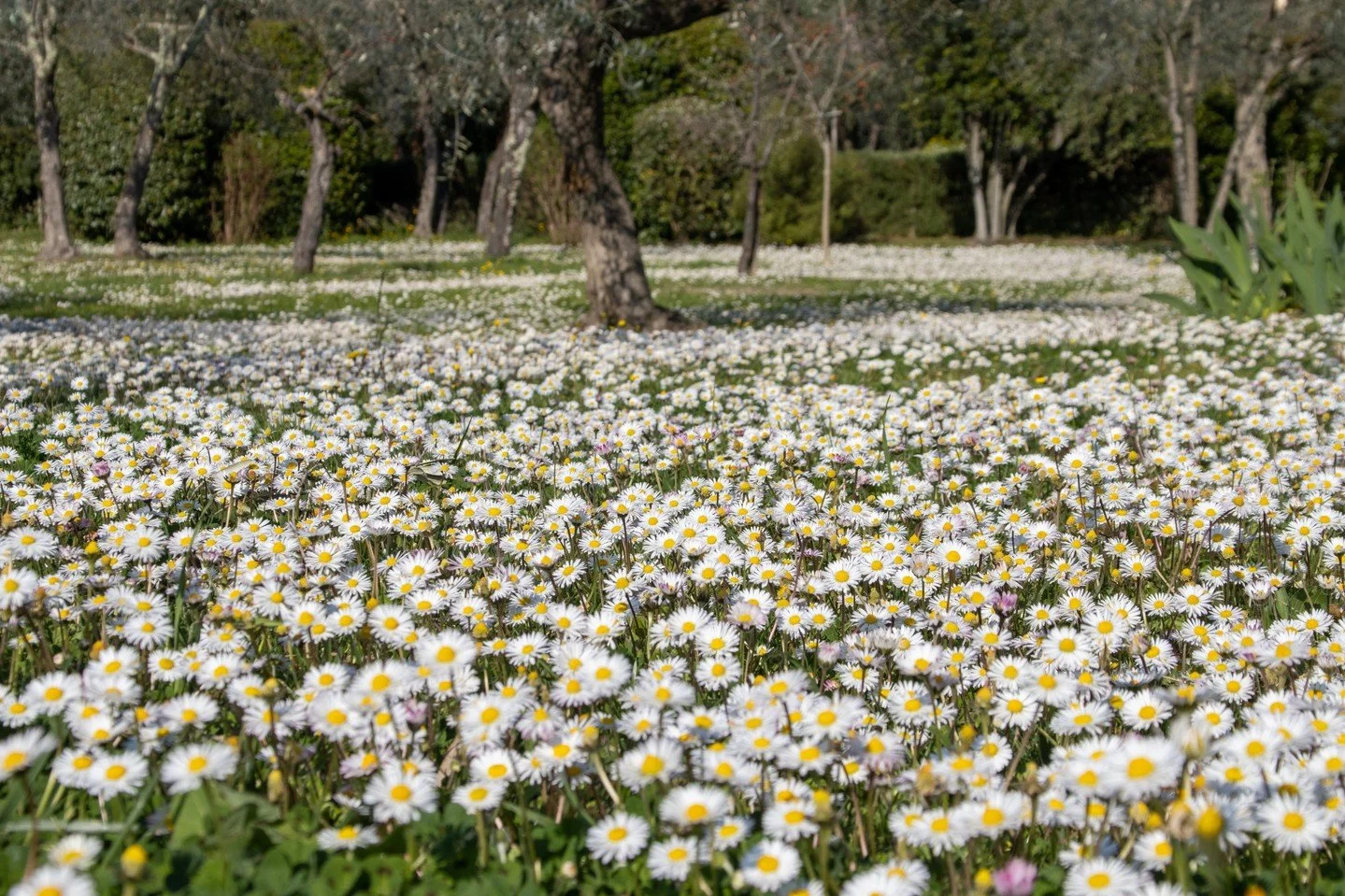 Across the grass, field daisies appear almost unnoticed, scattered in their own quiet rhythm 🌼⁠
⁠
Bellis perennis finds its way into lawns, paths, and the edges of the olive grove, never planted and never arranged, yet always perfectly at home.⁠
⁠
T