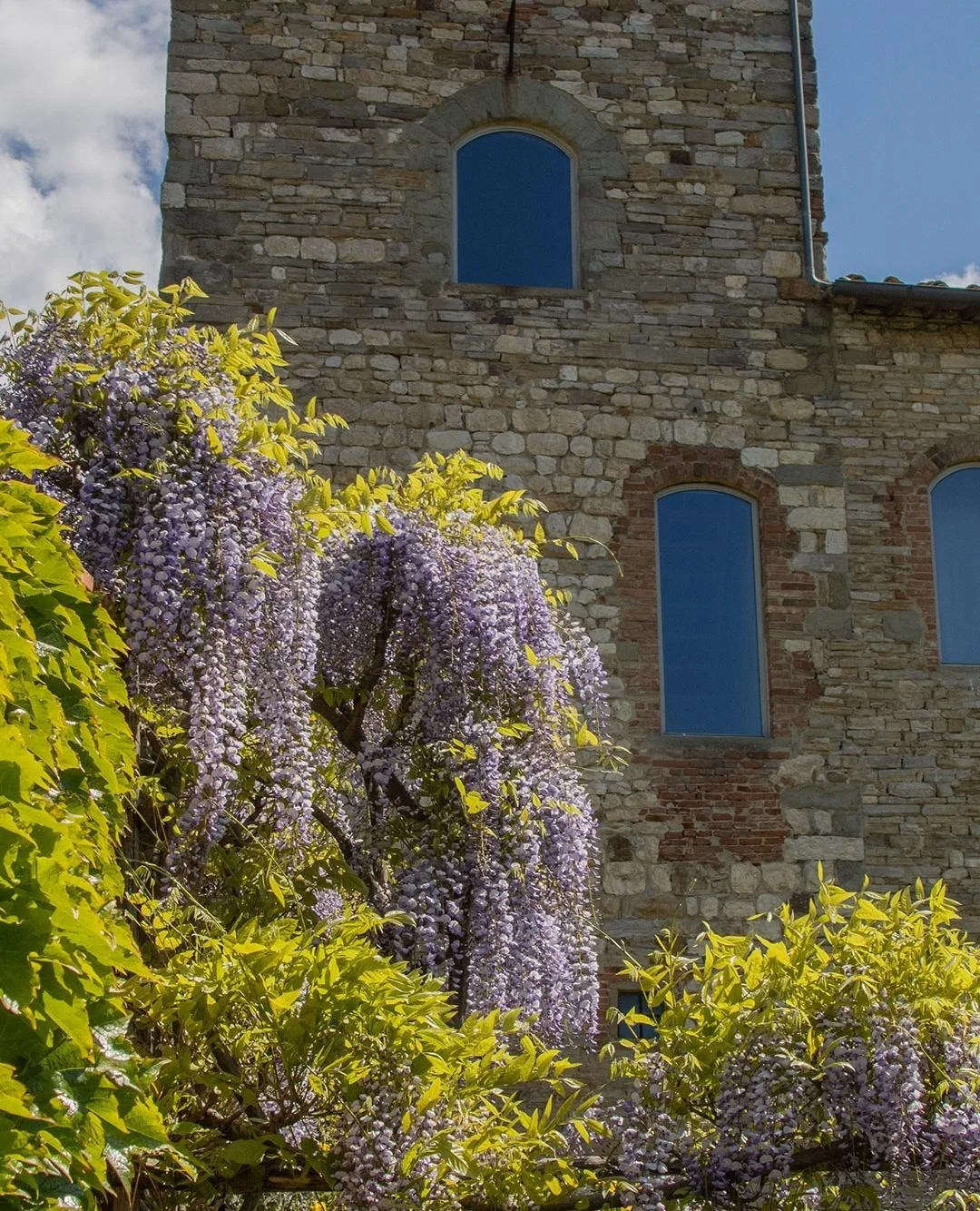 Wisteria covers the pergola in succession: first a mass of flower, then the fresh green of new leaves, and later the long, architectural seed pods.⁠
⁠
For a time, the garden is held in its scent, the air heavy with it, drifting through the paths and 