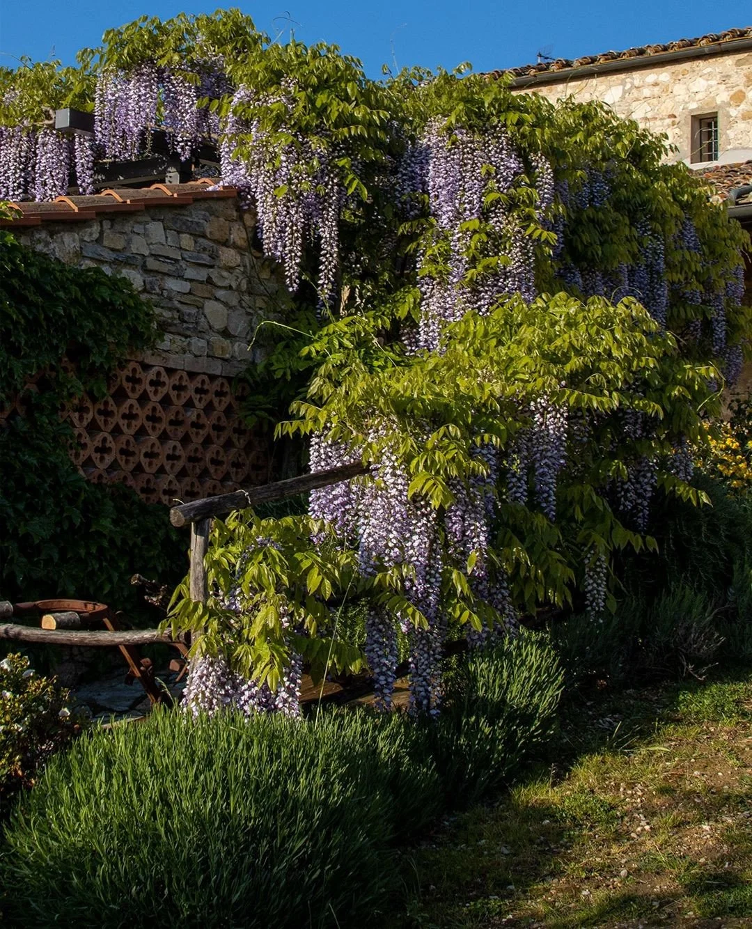 The wisteria flowers hang in long, quiet clusters, shifting gently with the air, their scent strongest in the warmth of the day.⁠
⁠
It asks for patience, regular pruning, strong support, and time: but in return it defines this part of the garden more