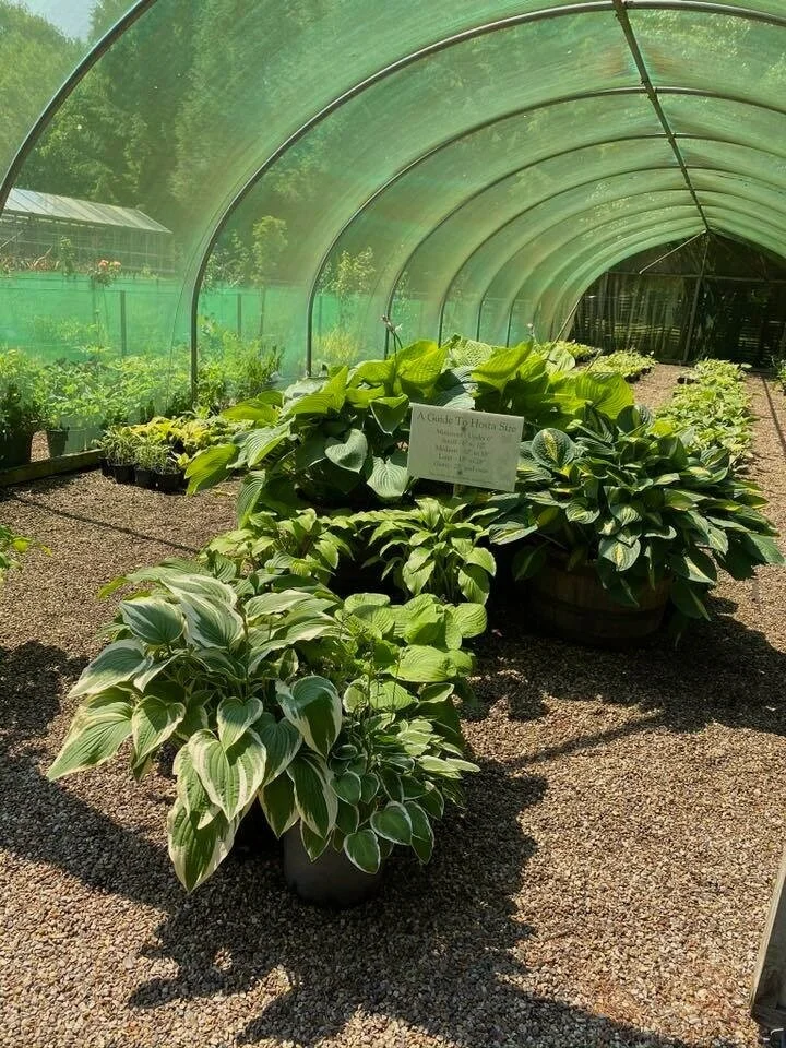 Dover Farm Nurseries