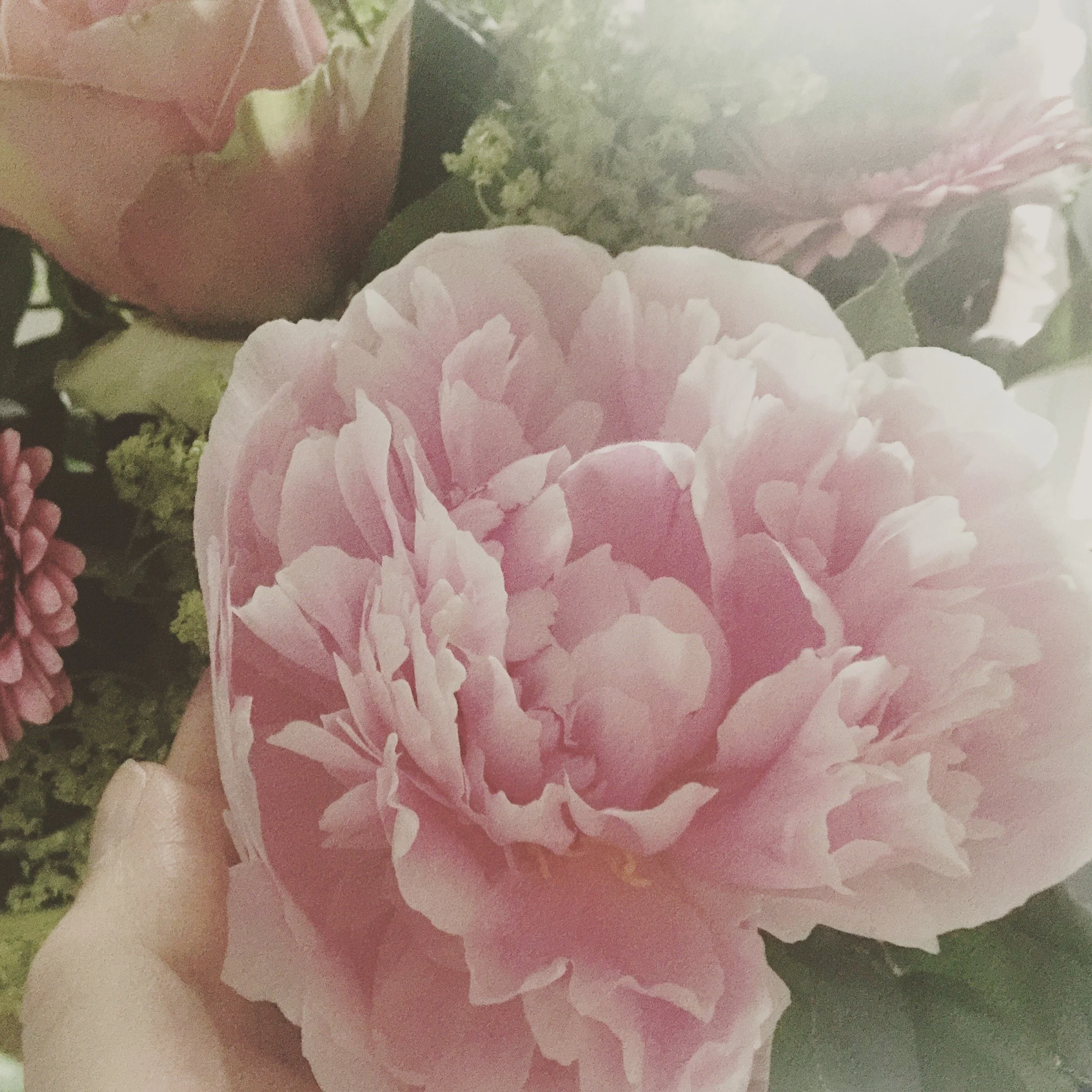 Peonies