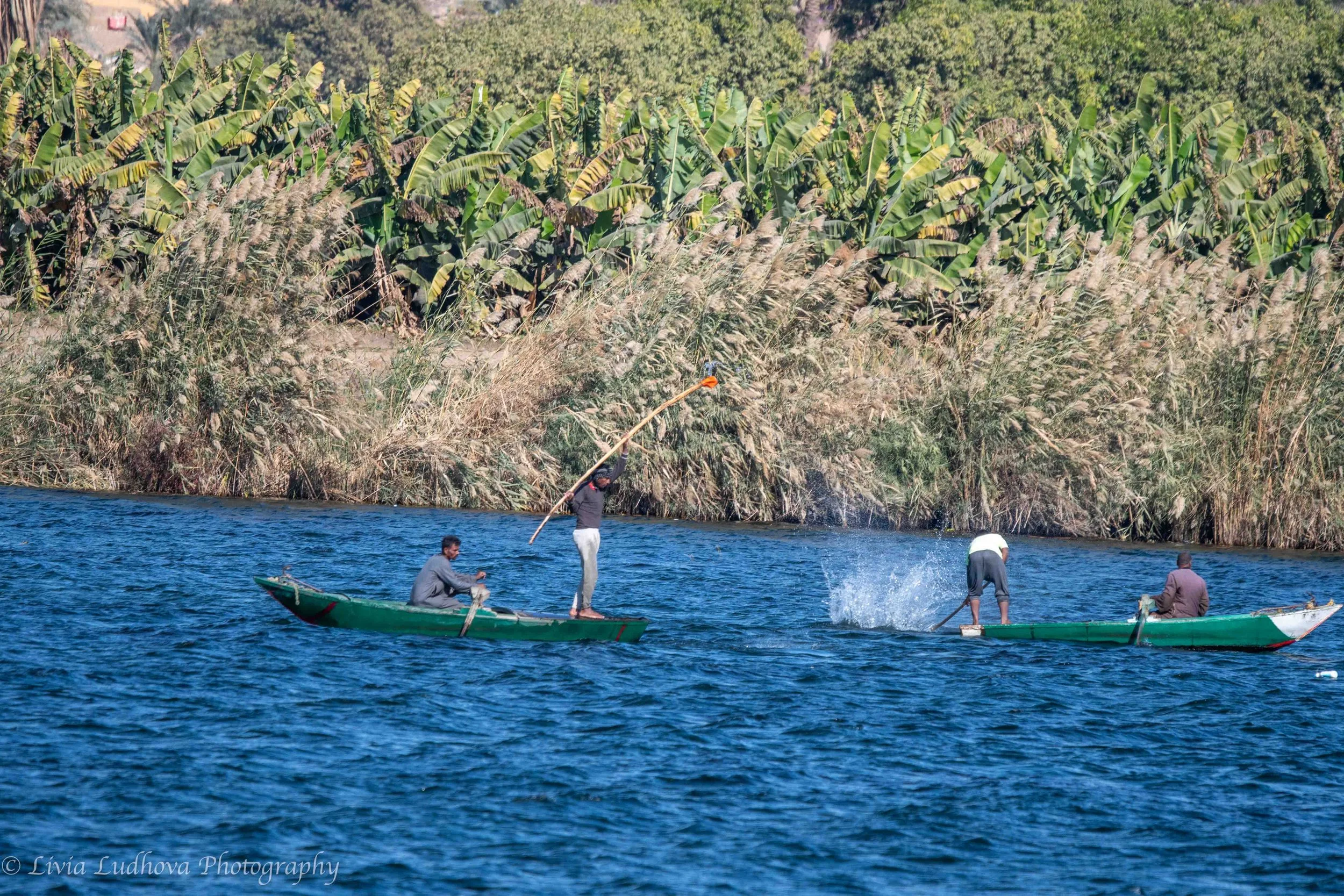 Traditional Nile fishing — fishermen driving fish from shallow waters by splashing and striking the surface with sticks, a long-established communal technique still used along the Nile.