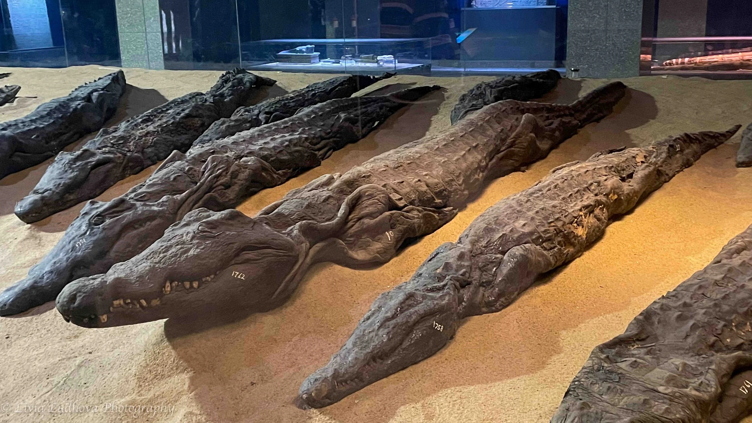 Crocodile mummies (museum display) — cult of Sobek at Kom Ombo..