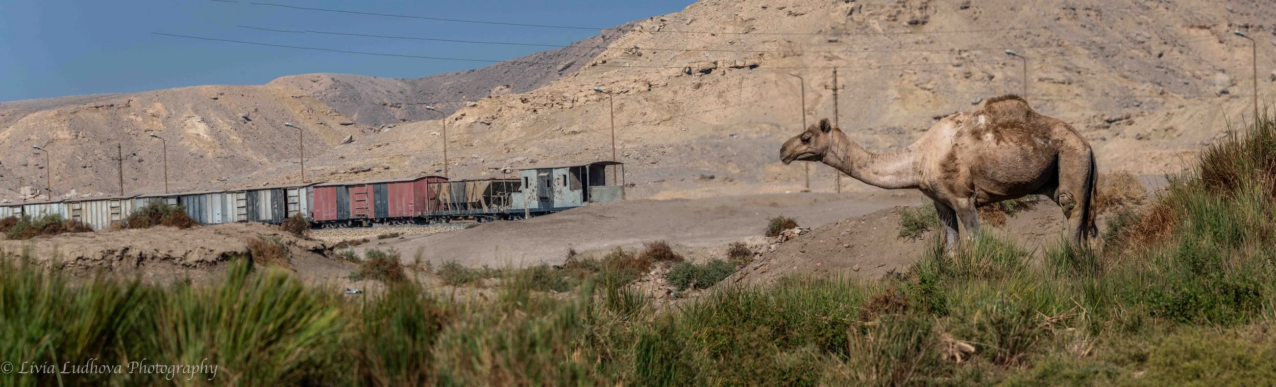 Camel beside abandoned rail wagons, desert edge — juxtaposition of traditional pastoral life and modern infrastructure.