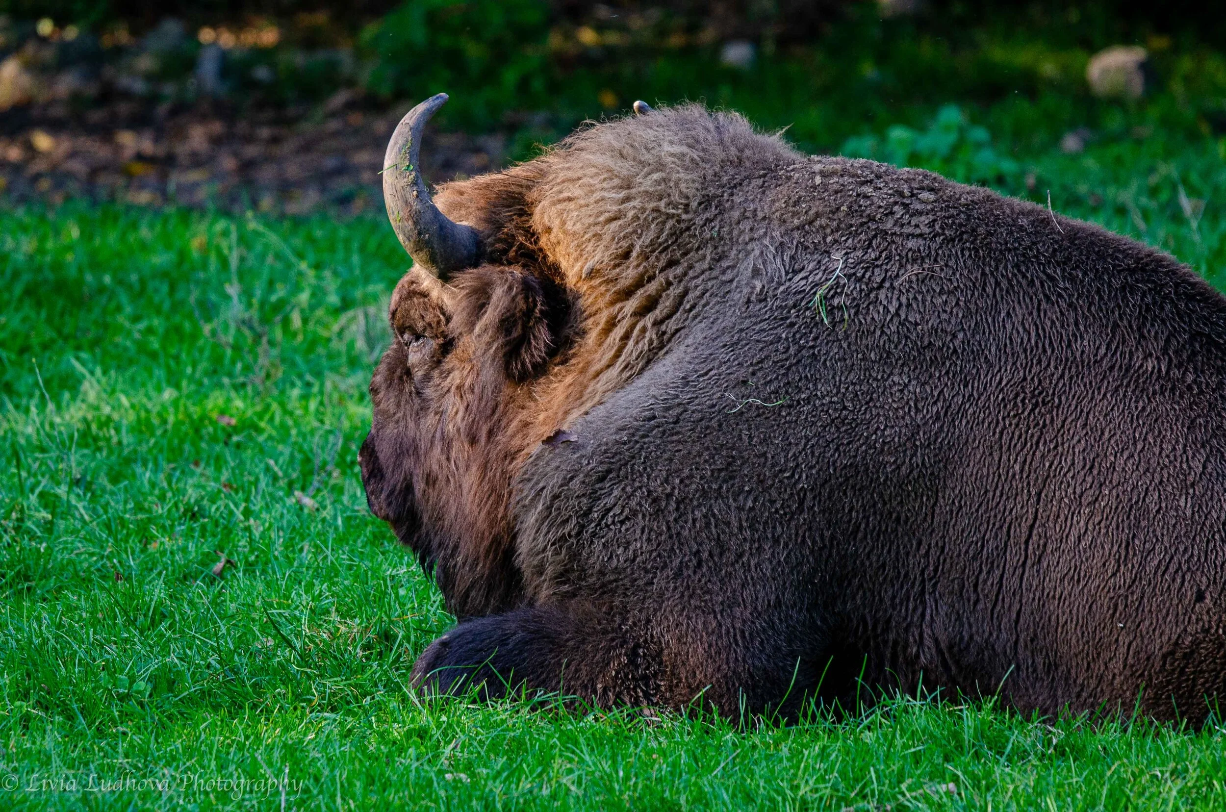 DSC_5642.jpg