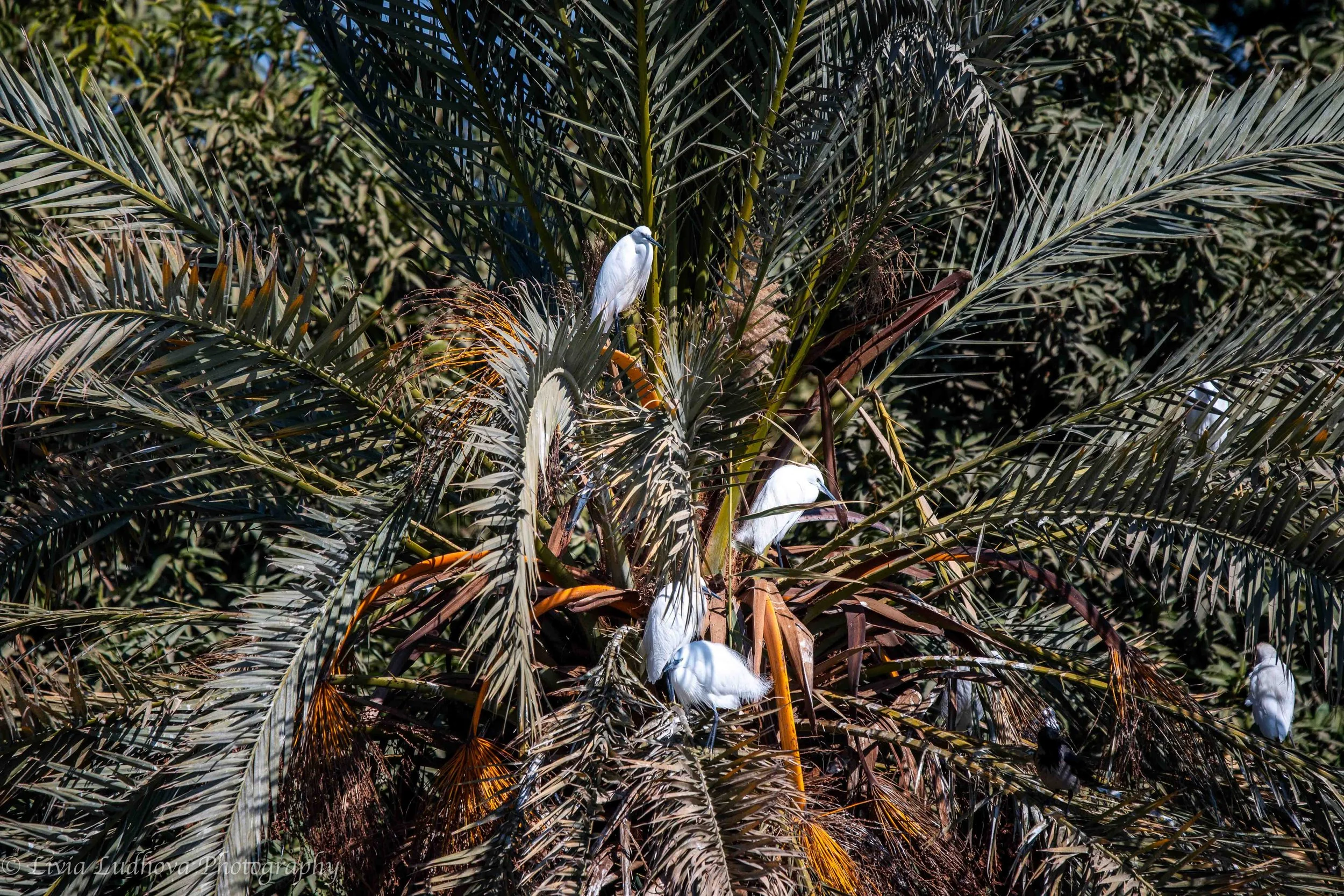 Palm crown with nesting egrets — coexistence of agriculture and river ecology.