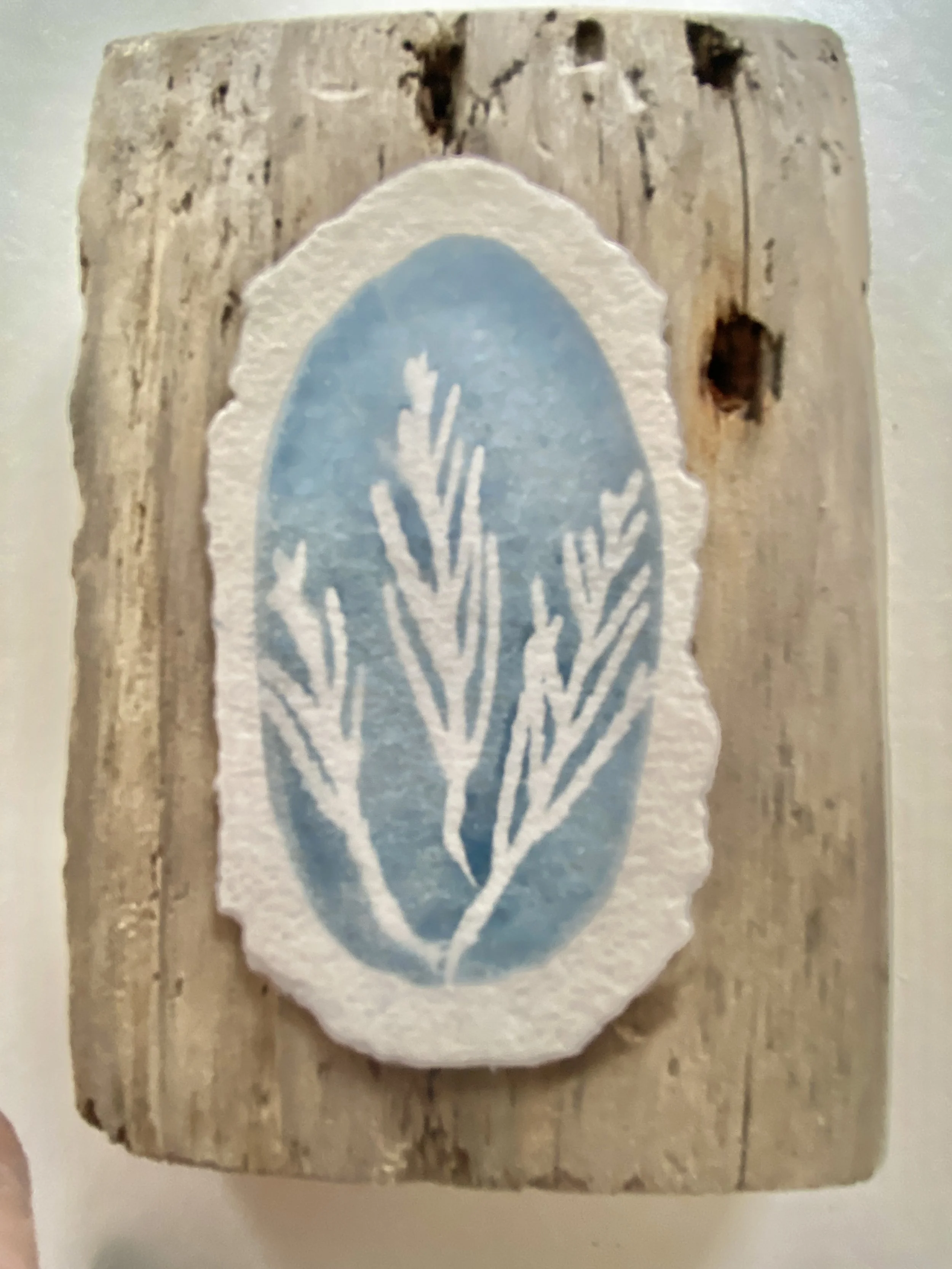 seaweed fern 2.jpg