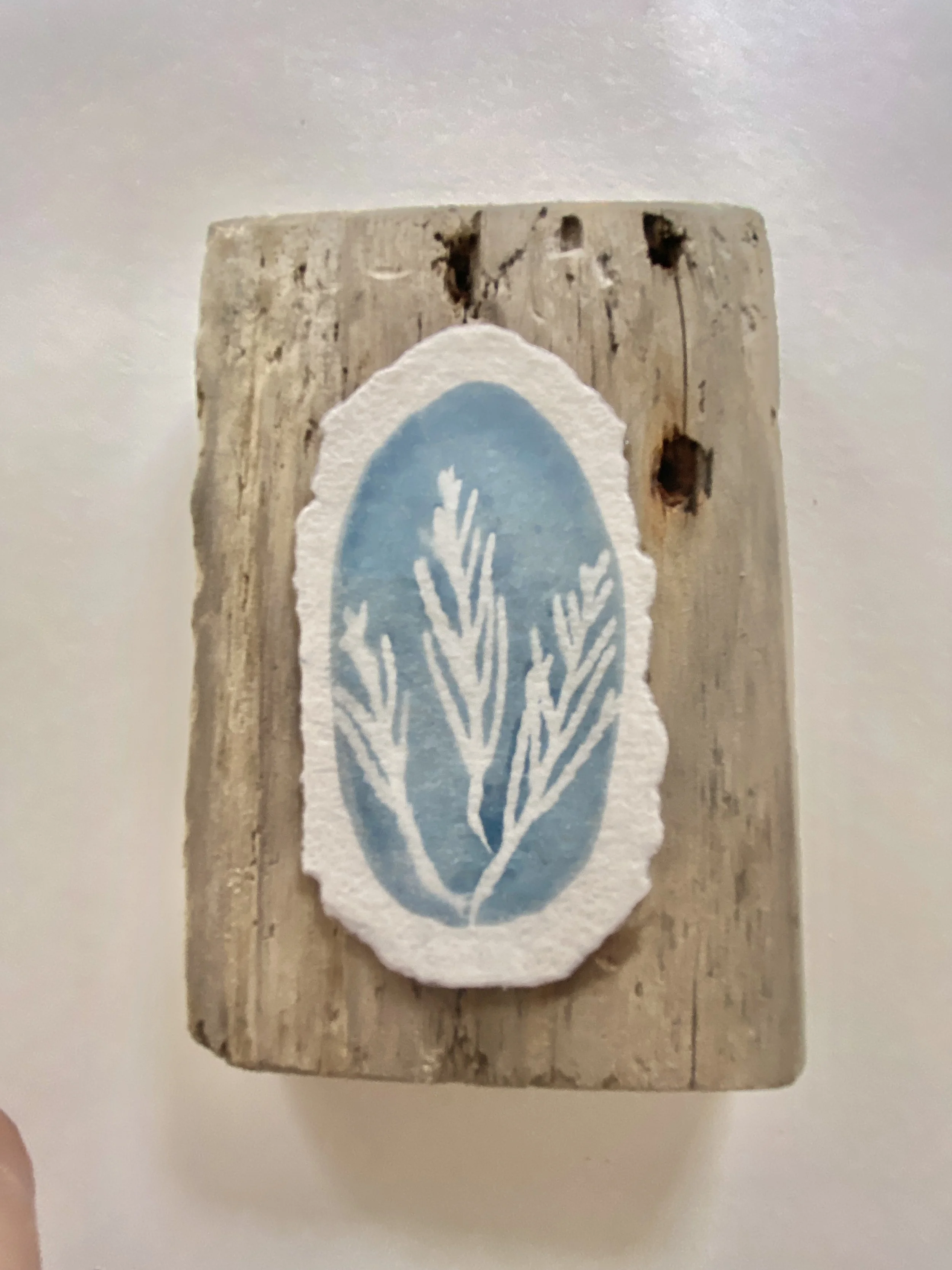 seaweed fern.jpg