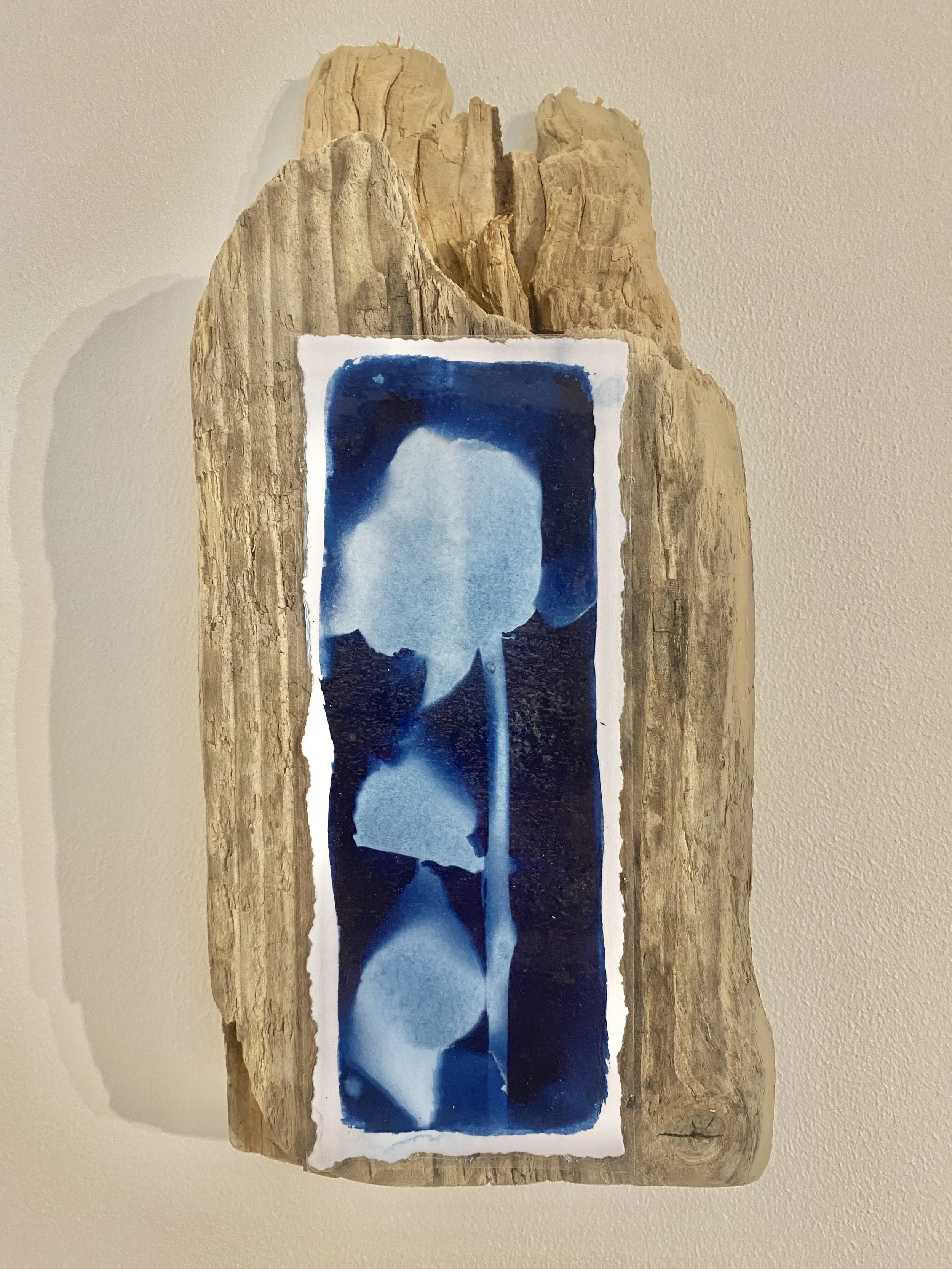 Cyanotype Sun Art Rose