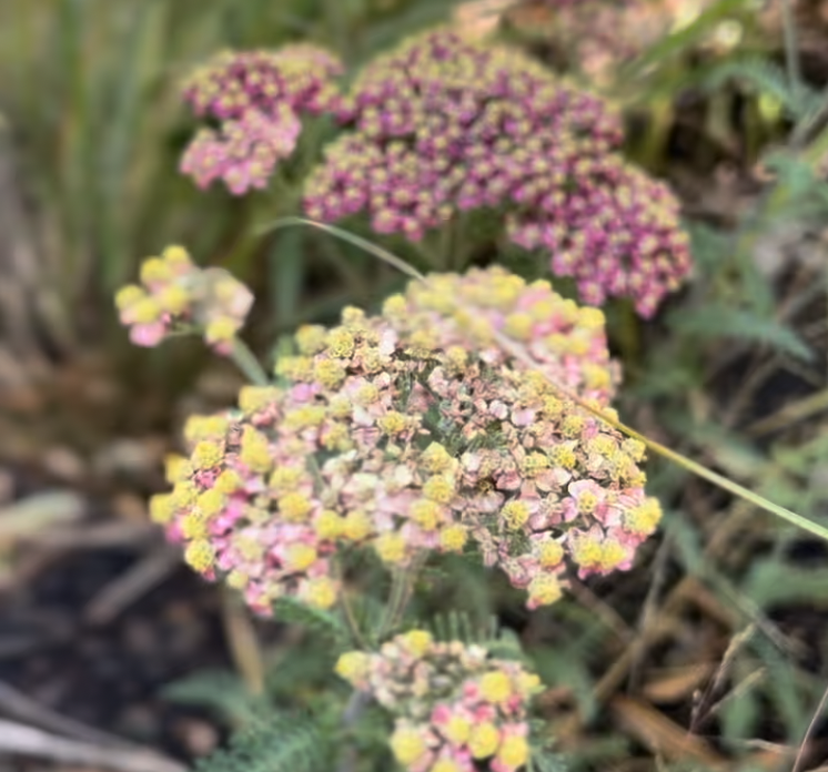 Screenshot 2025-12-19 at 14.51.01.png